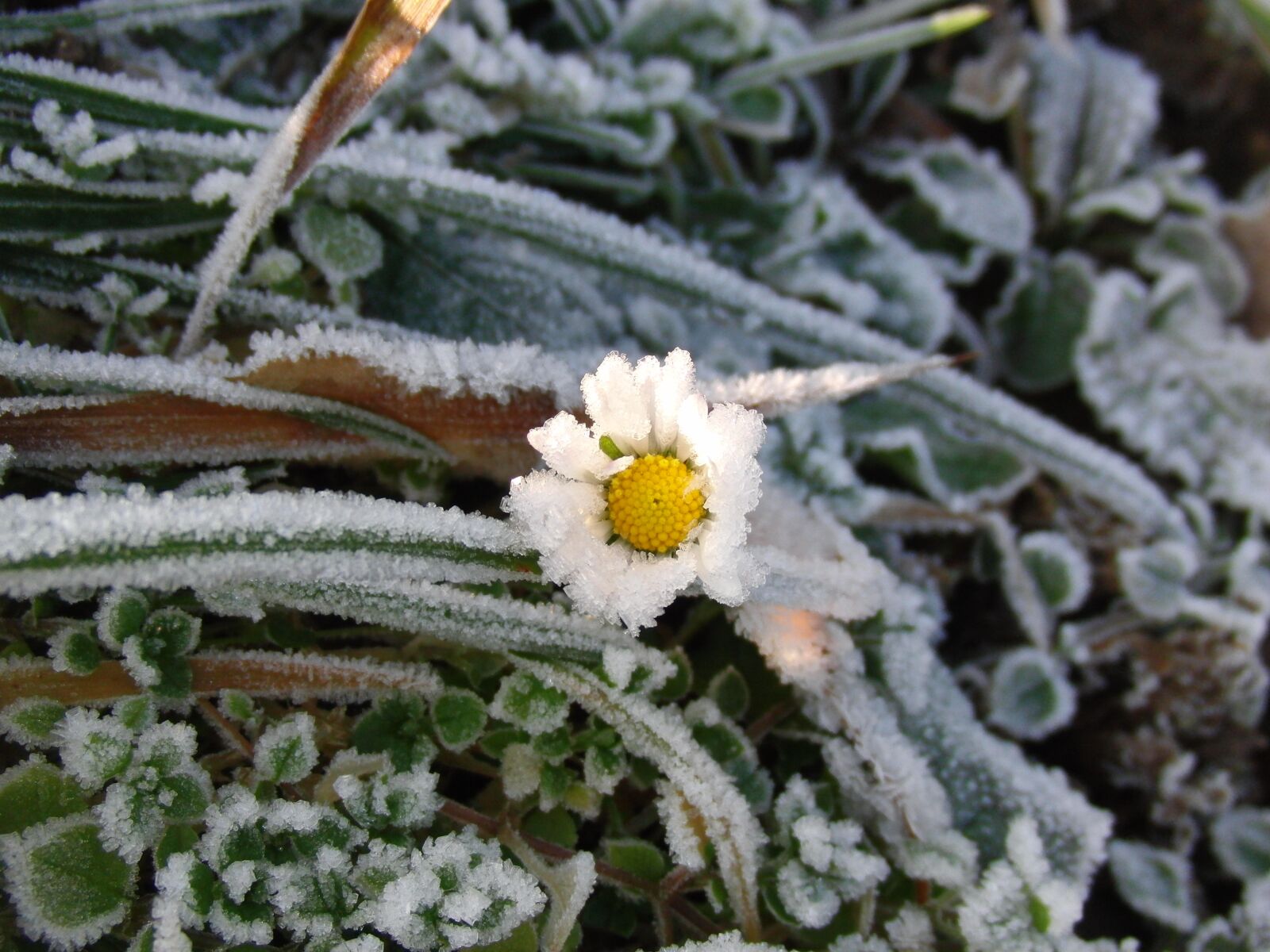 CASIO EX-FC100 sample photo. Nature, plant, winter photography