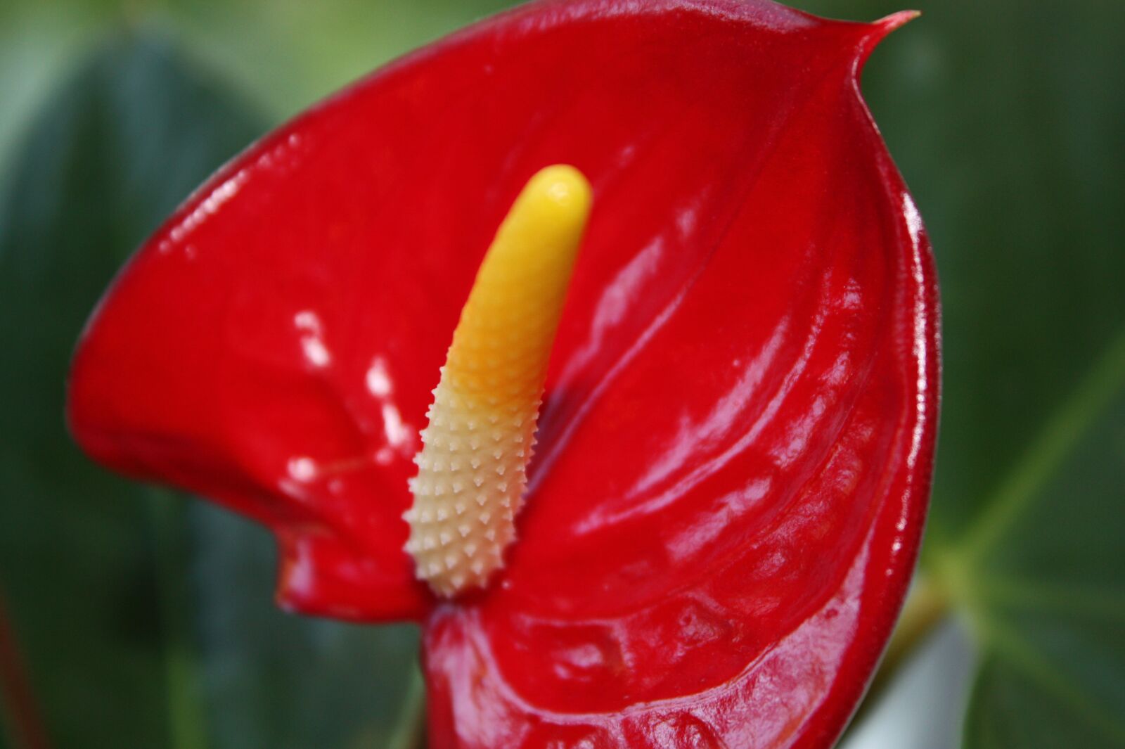 Canon EOS 450D (EOS Rebel XSi / EOS Kiss X2) sample photo. Red flower, red, flower photography
