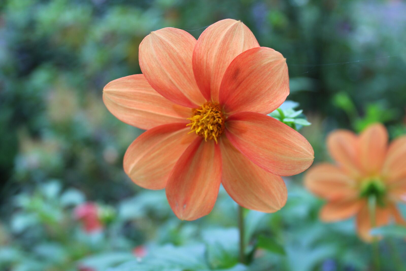 Canon EOS 1200D (EOS Rebel T5 / EOS Kiss X70 / EOS Hi) sample photo. Dahlia mignon, dahlia pinnata photography
