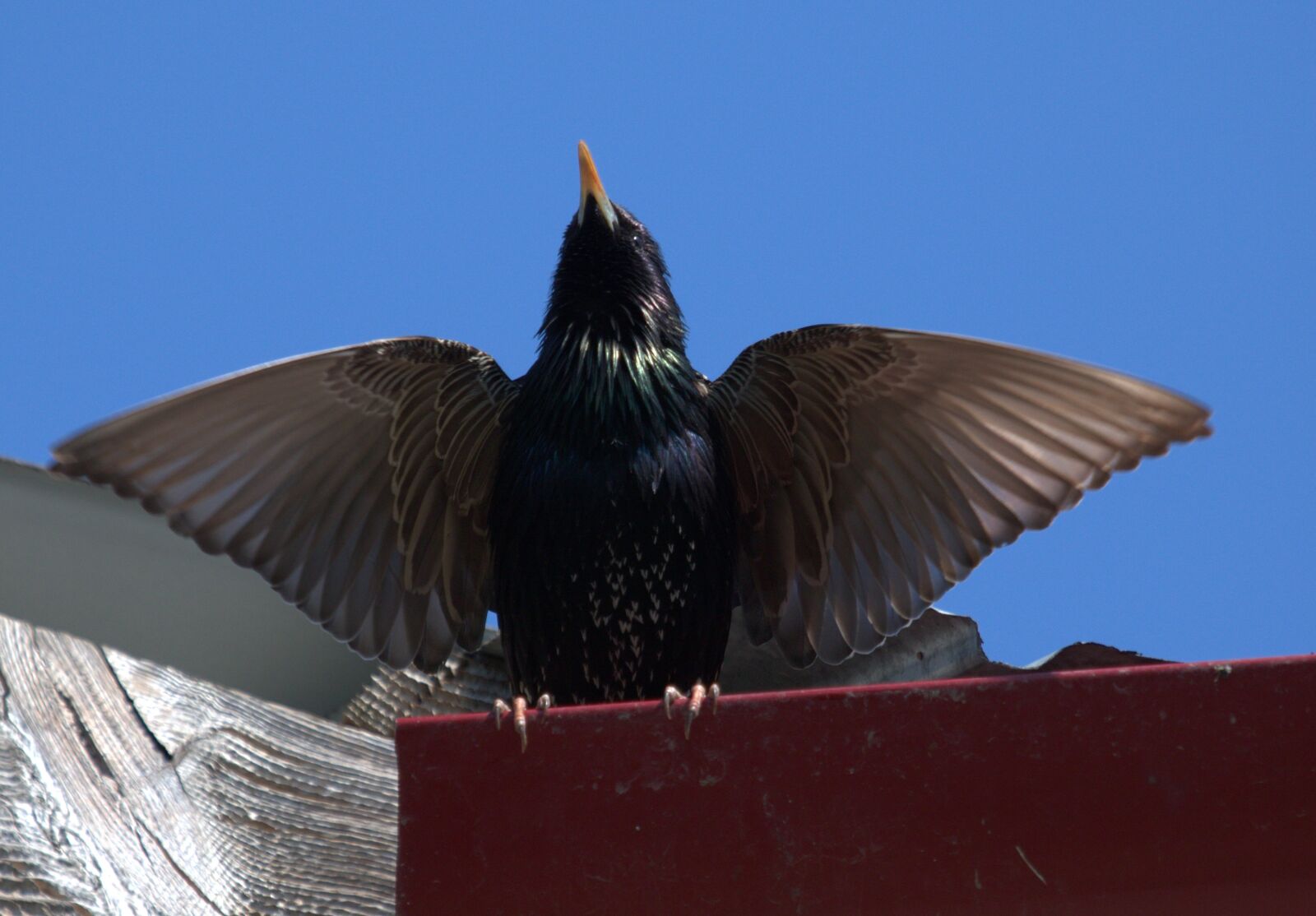 Canon EOS 7D Mark II sample photo. Starling, birds, wings photography
