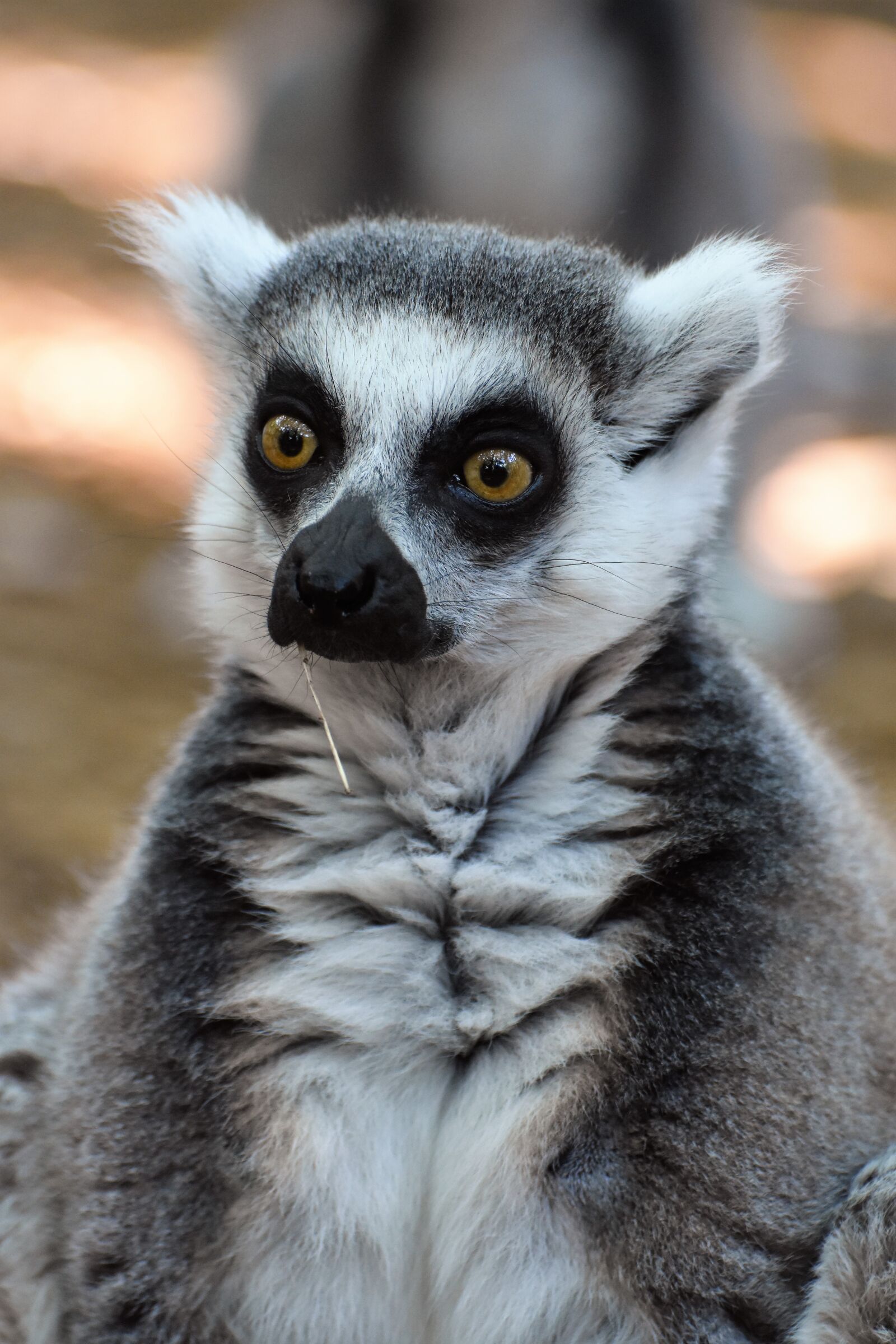 Nikon D7200 sample photo. Animal, lemur photography