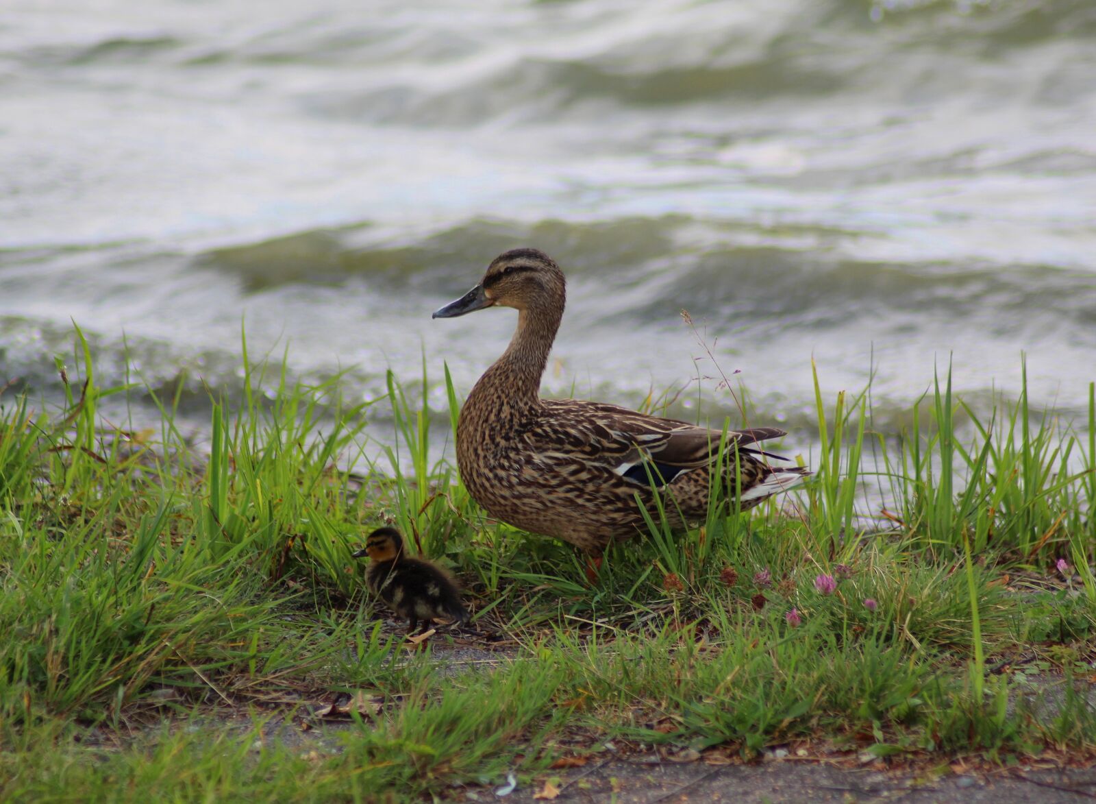 Canon EOS 1300D (EOS Rebel T6 / EOS Kiss X80) sample photo. Duck, family, mother photography