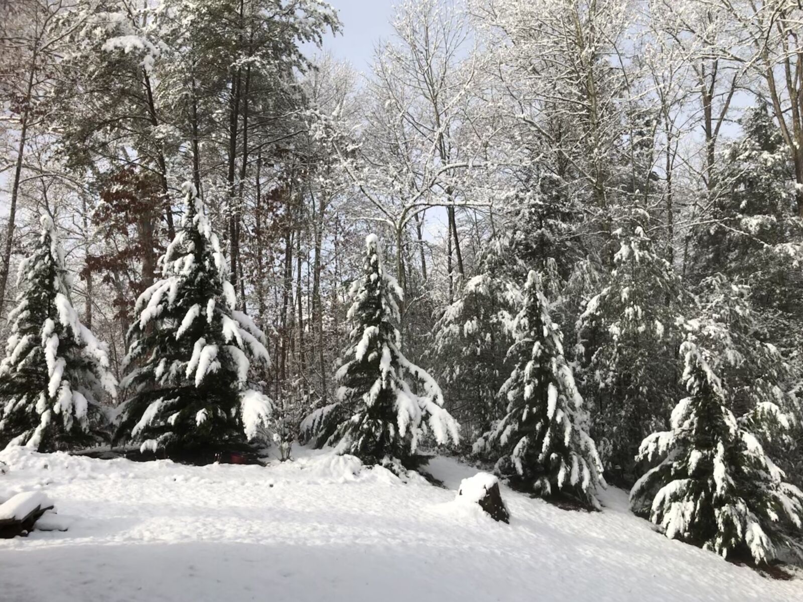 iPhone 8 Plus back dual camera 3.99mm f/1.8 sample photo. Snow, nature, christmas photography
