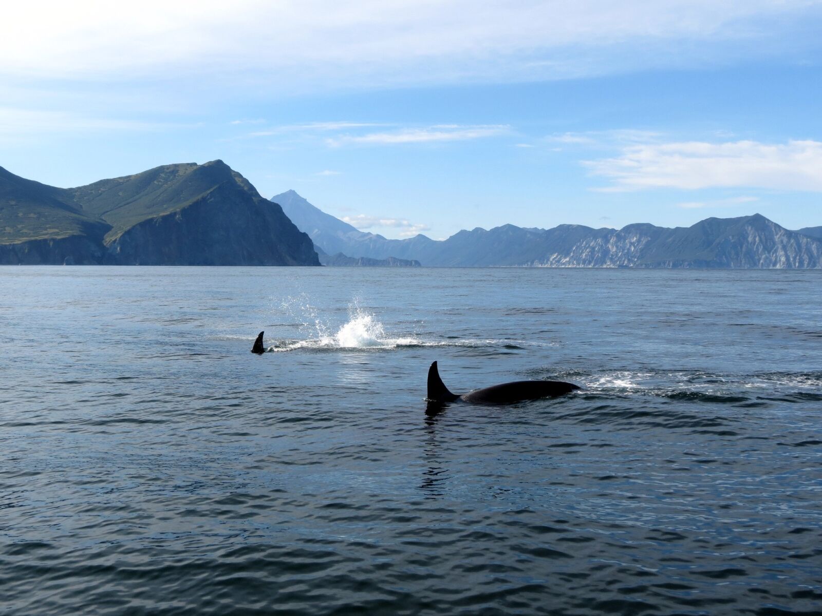 Canon PowerShot SX40 HS sample photo. Orcas, fish, ocean photography