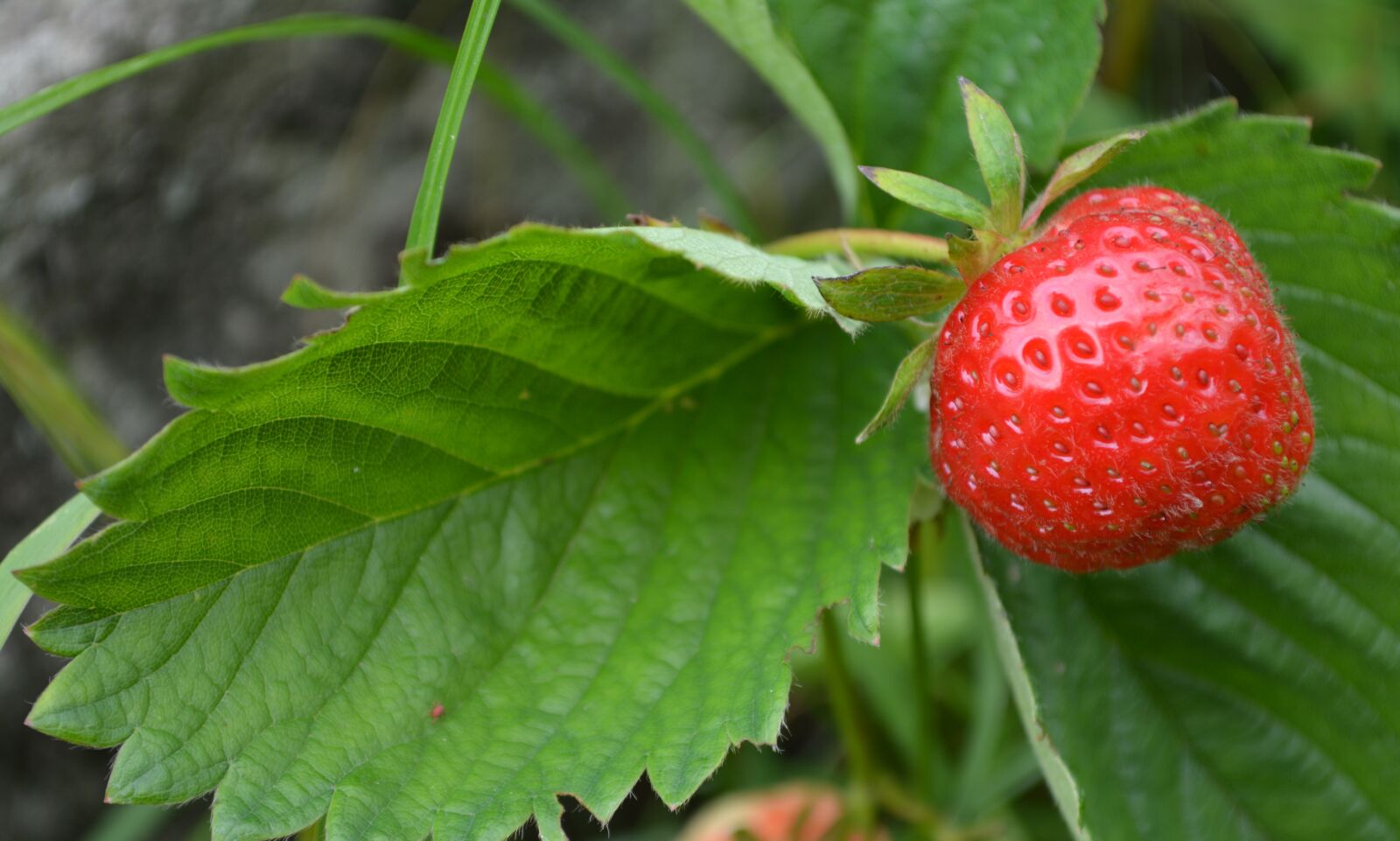 Nikon D5200 sample photo. Berry, strawberry, wild strawberry photography