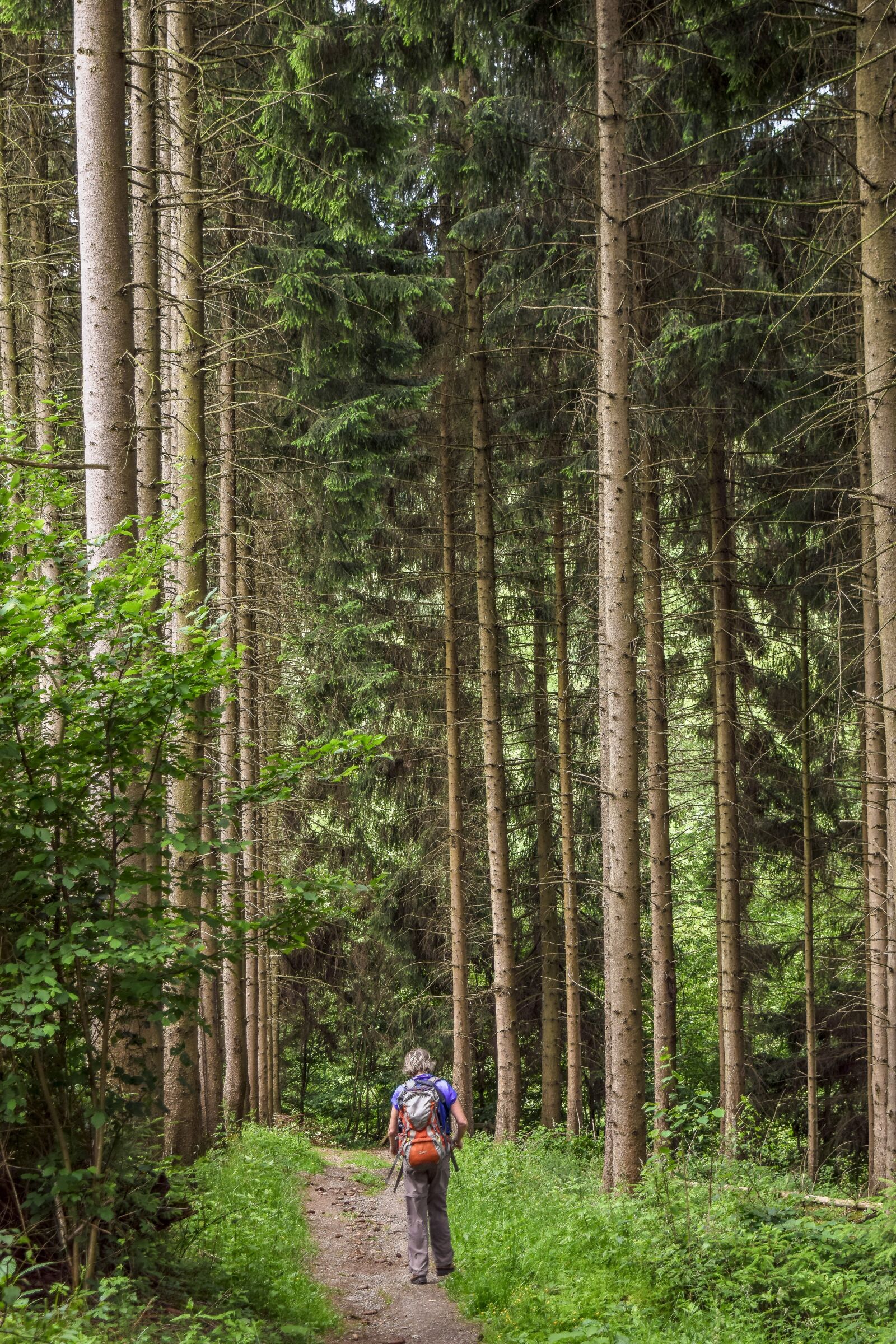 Nikon D3300 sample photo. Forest, trees, pine photography