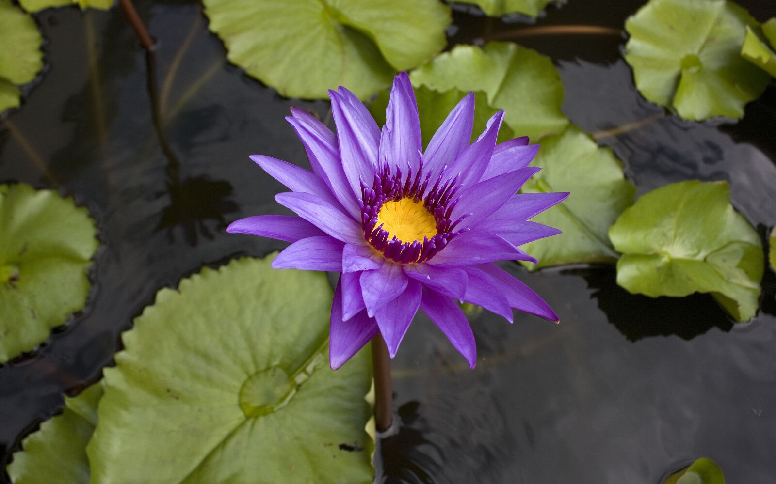 Canon EOS 450D (EOS Rebel XSi / EOS Kiss X2) sample photo. Water lily, thailand, flower photography