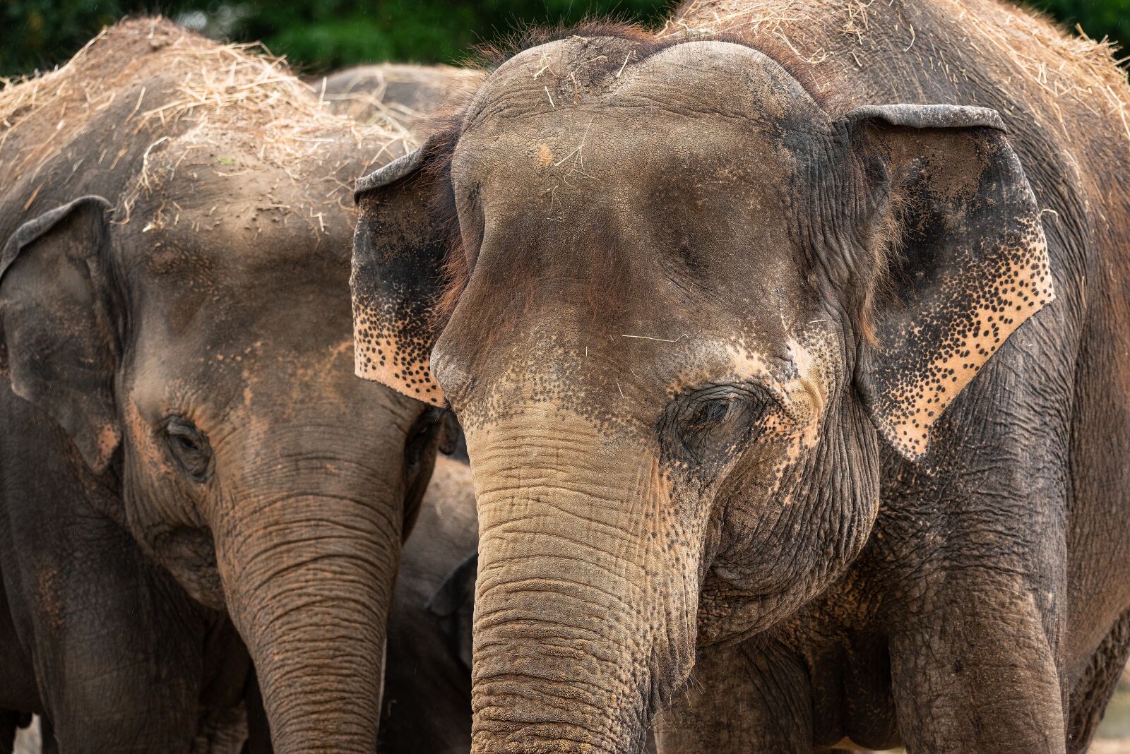 Nikon D750 sample photo. Elephants, animal, mammal photography
