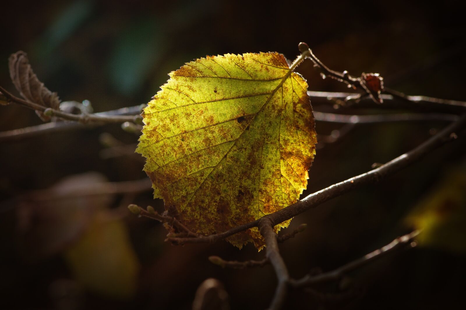 Nikon D7100 sample photo. Leaf, autumn leaf, forest photography