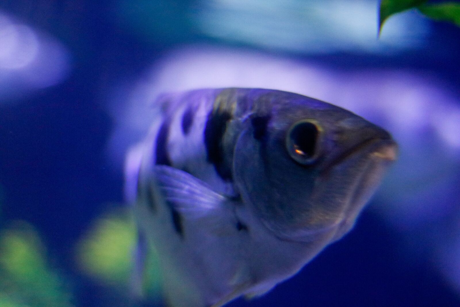 Canon EOS 750D (EOS Rebel T6i / EOS Kiss X8i) sample photo. Fish, sea, fishing photography