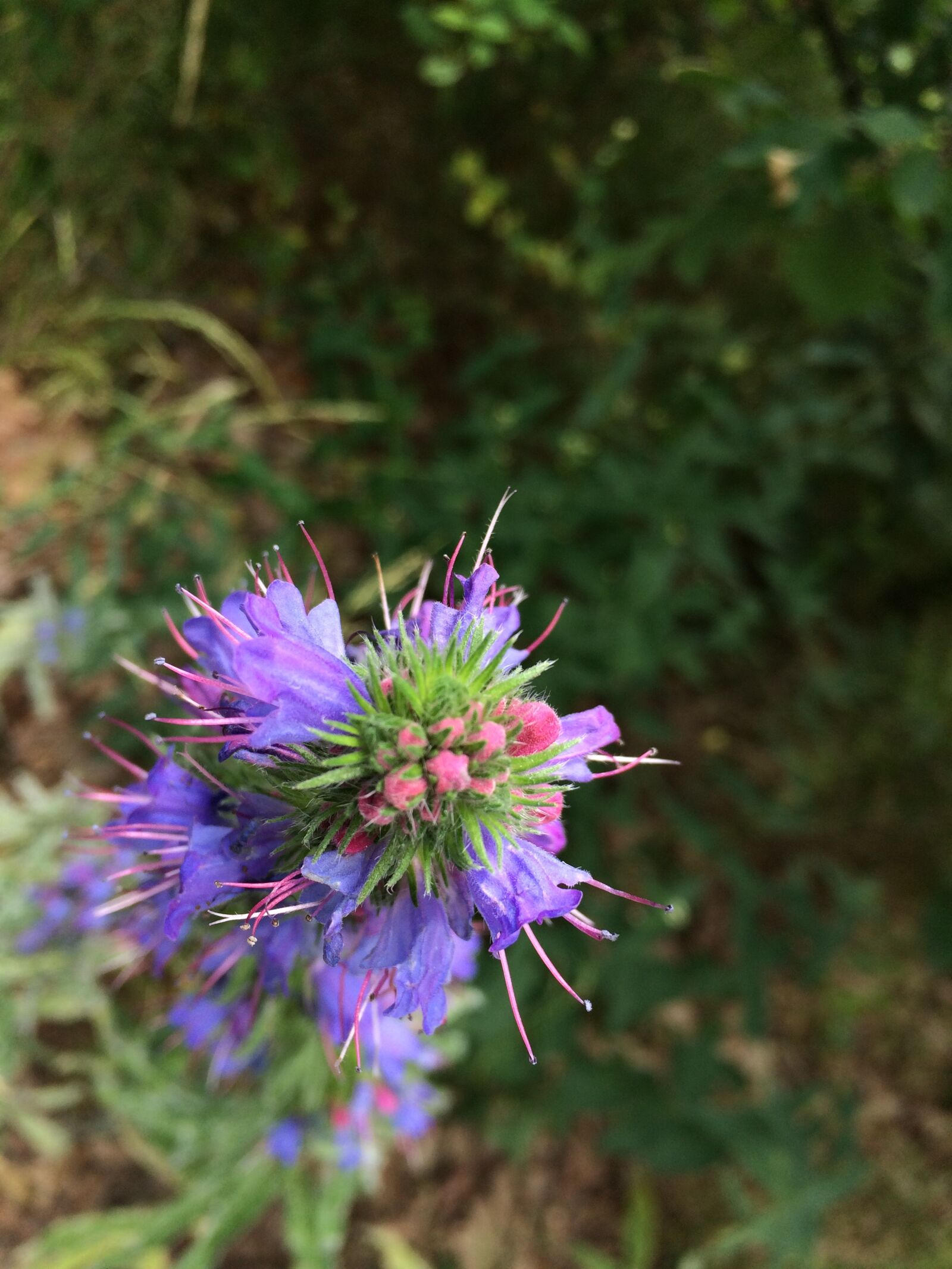 iPhone 5s back camera 4.15mm f/2.2 sample photo. Flower, purple, nature photography
