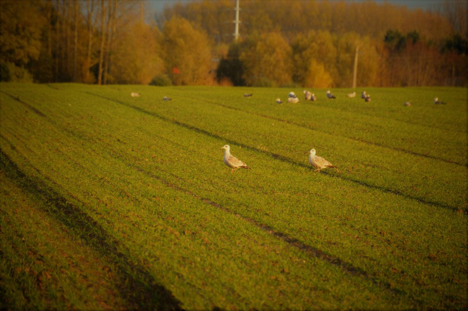 Nikon D3200 sample photo. Field, nature, agriculture photography