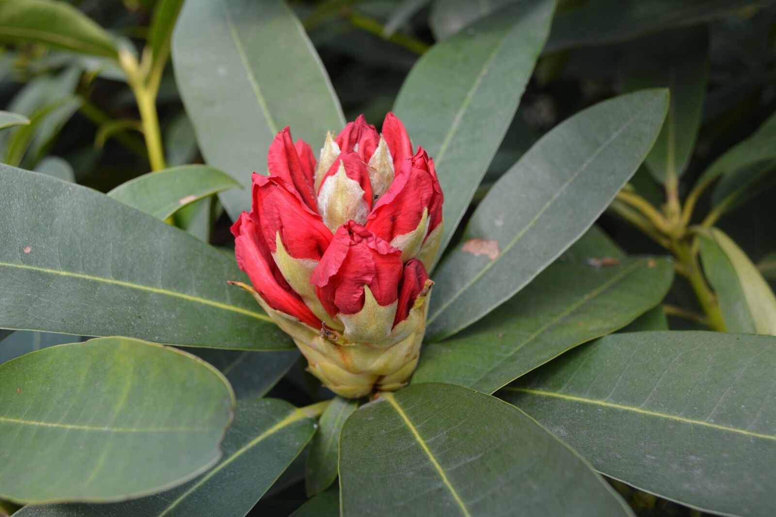 Nikon D5200 sample photo. Plant, nature, flower photography
