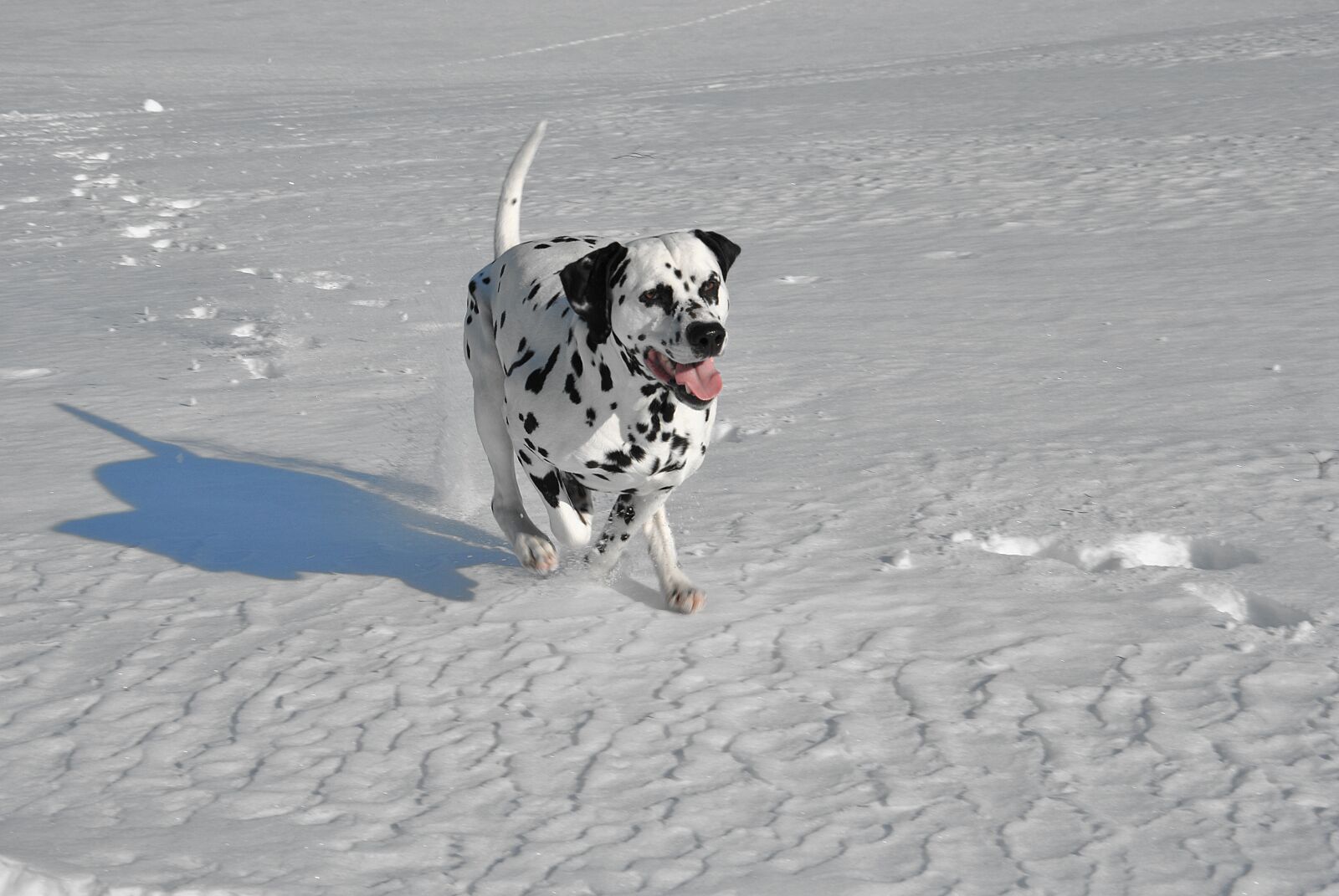 Nikon D3000 sample photo. Dog, dalmatian, dog running photography