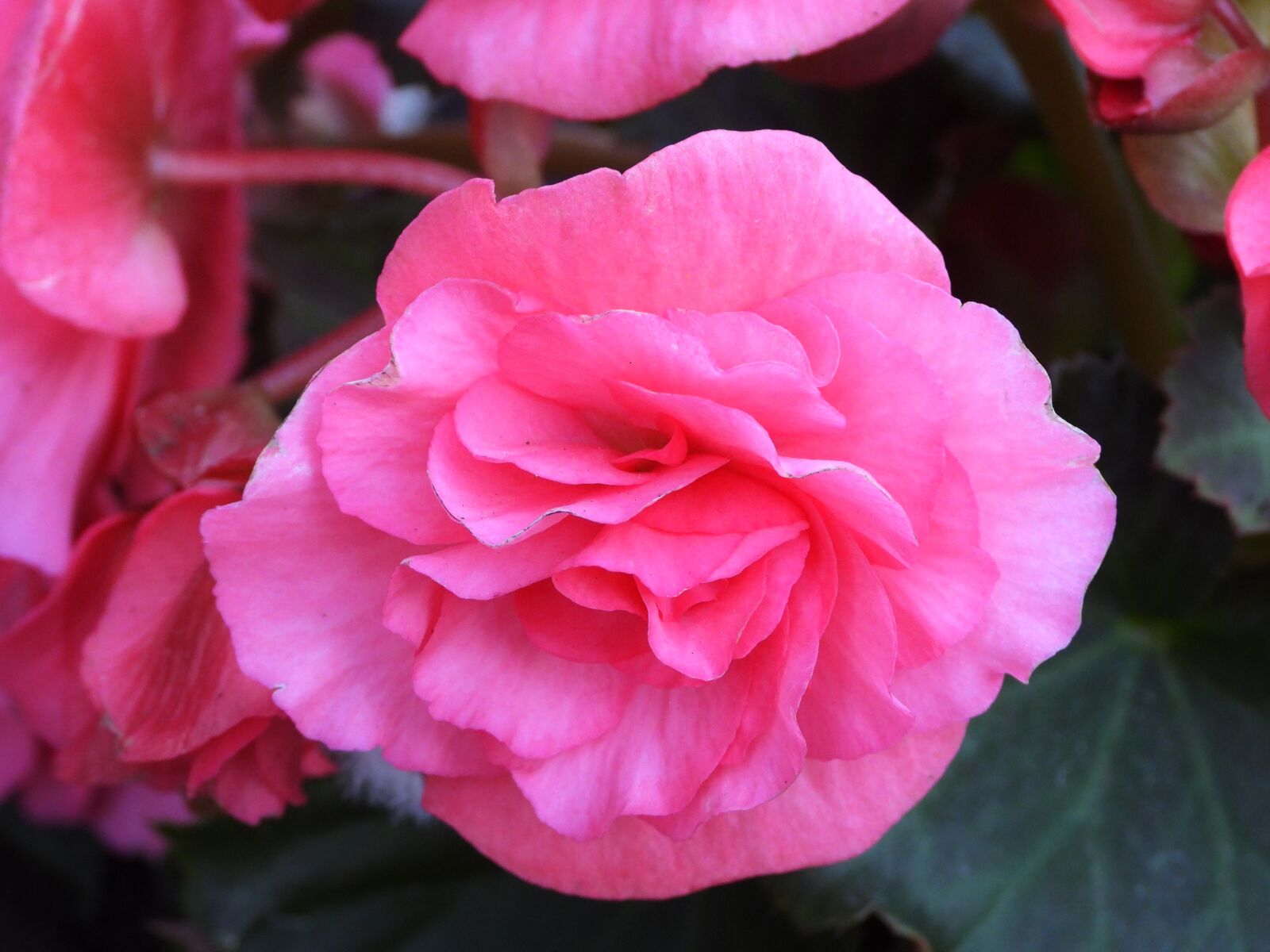 Nikon Coolpix P1000 sample photo. Begonia, perennial, flower photography