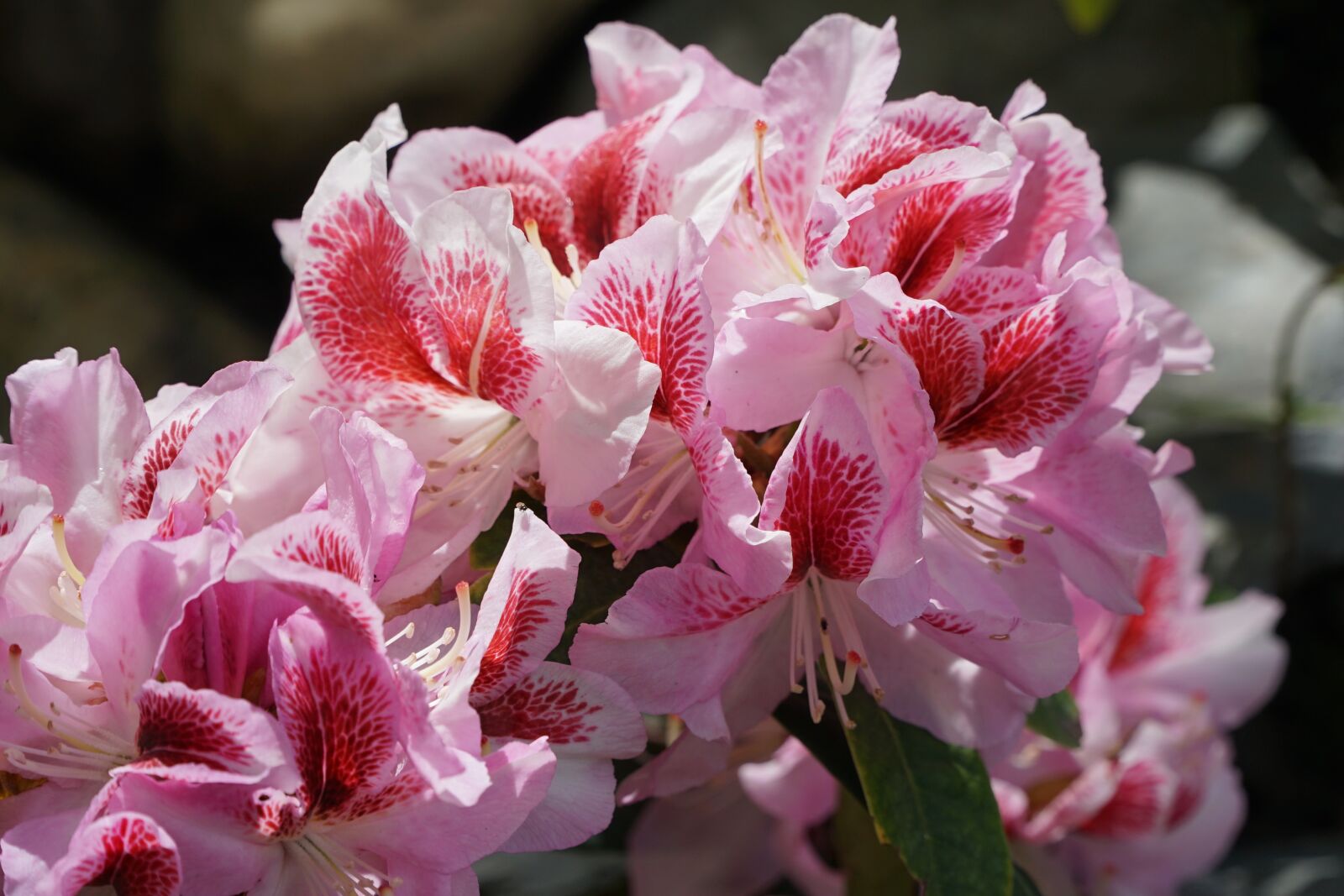 Sony a7 II + Sony E PZ 18-105mm F4 G OSS sample photo. Rhododendron, flowers, garden photography