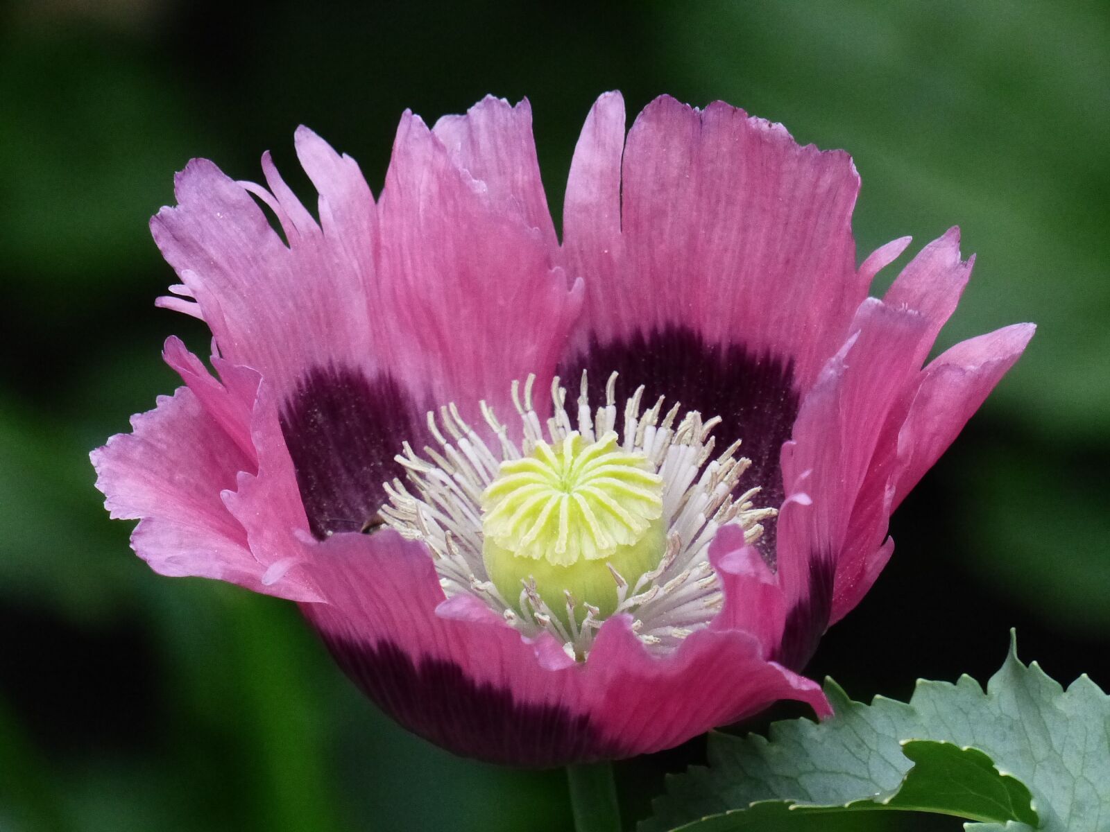 Panasonic Lumix DMC-FZ200 sample photo. Flower, poppy, pink photography