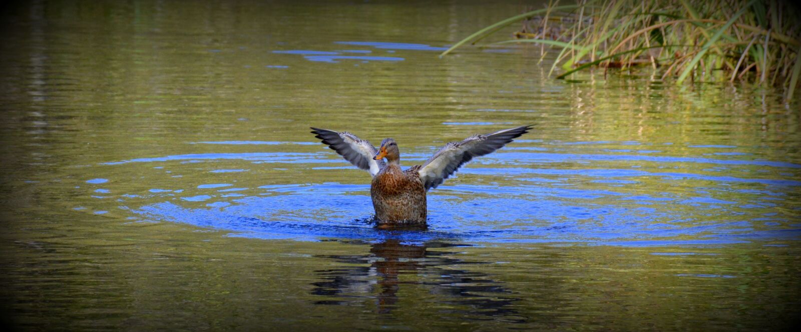 Nikon D5200 sample photo. Duck, mimizan, toys photography