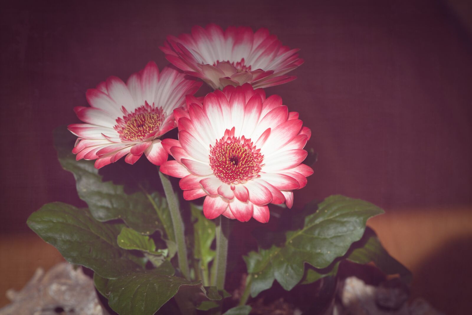Nikon D750 sample photo. Flowers, pink white, spring photography
