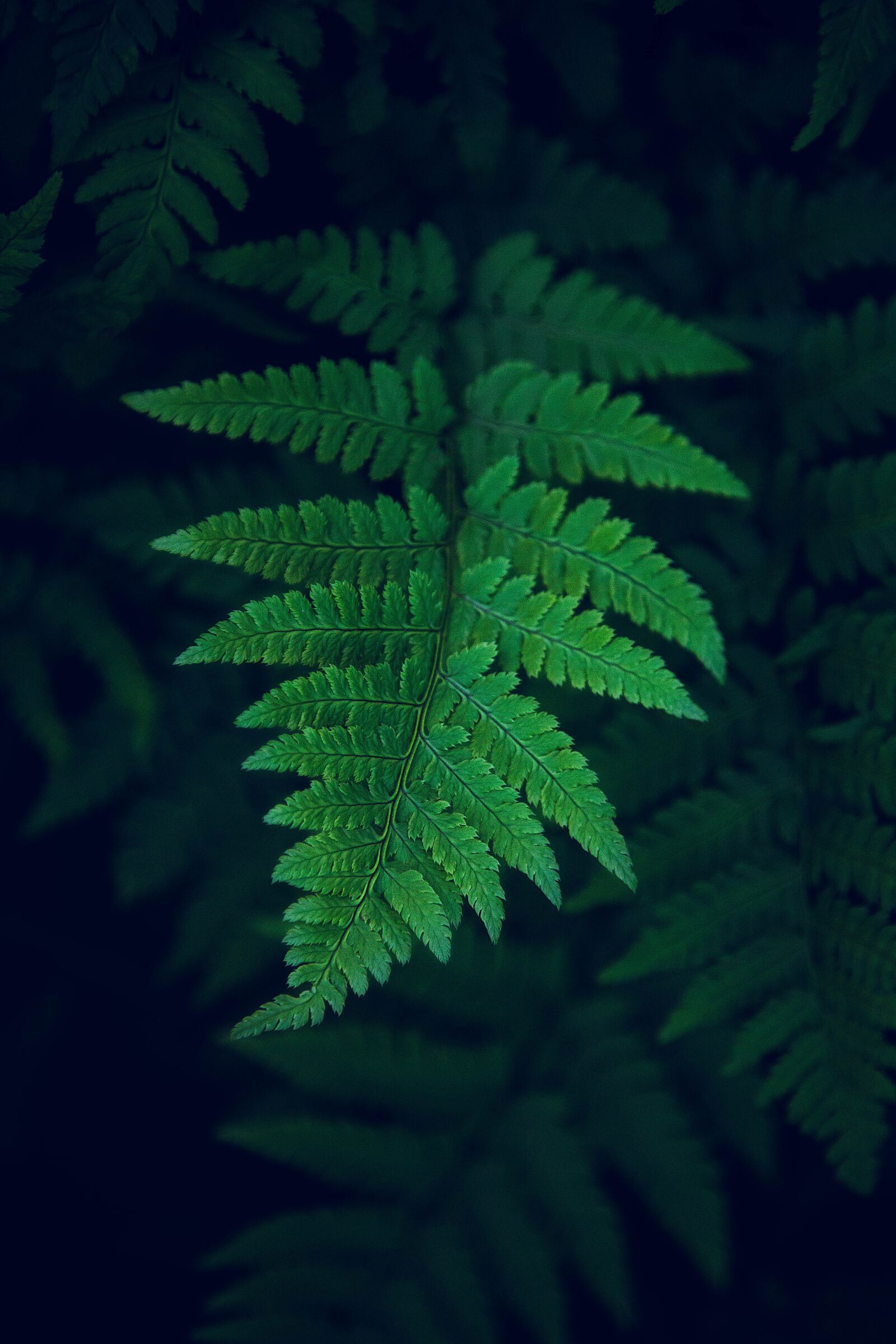 Canon EF 24-105mm F4L IS USM sample photo. Leaf, nature, forest photography