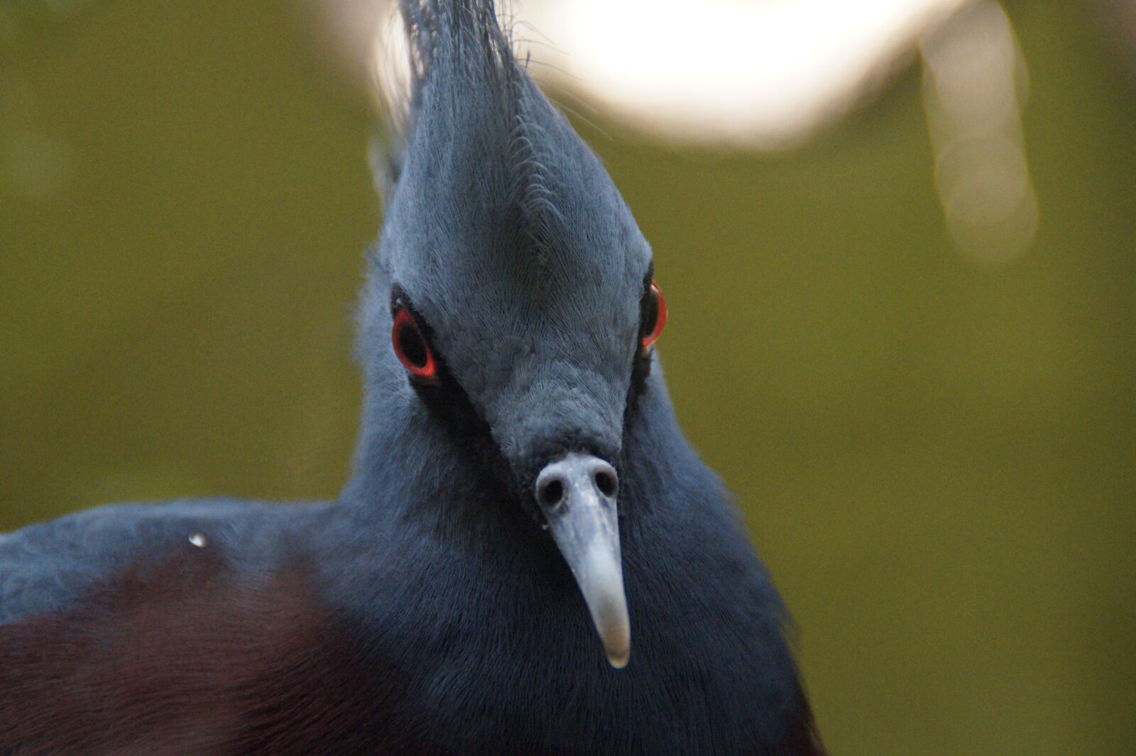 Sony SLT-A58 sample photo. Krontaube, dove, head photography