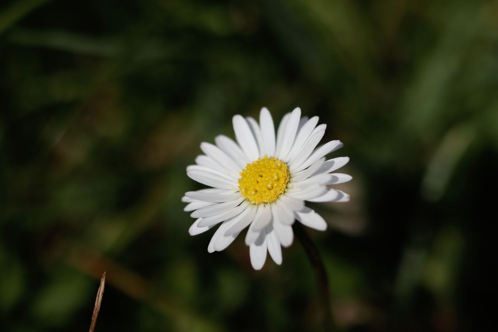 Canon EOS M100 + Canon EF 50mm F1.8 STM sample photo. Daisy, white flower, flower photography