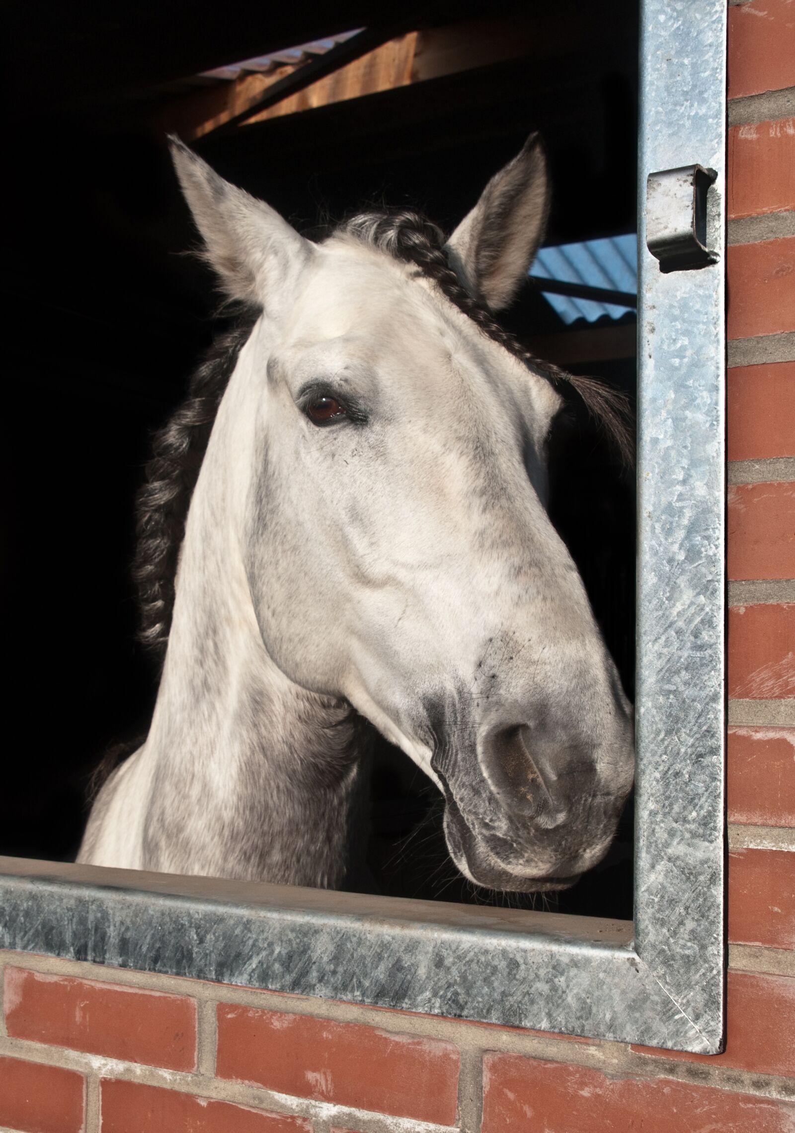 Nikon D300 sample photo. Horse, window, head photography
