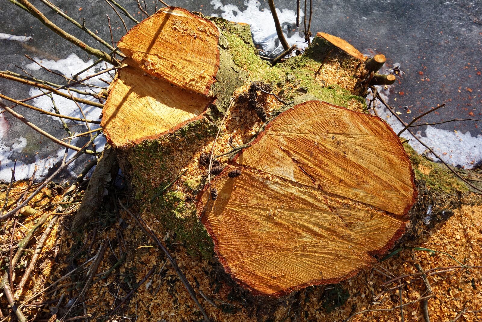 Sony Cyber-shot DSC-RX100 sample photo. Stump, wood, tree photography