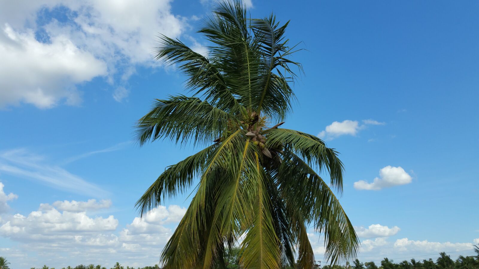 Samsung Galaxy Note Edge sample photo. Coconut tree, blue sky photography