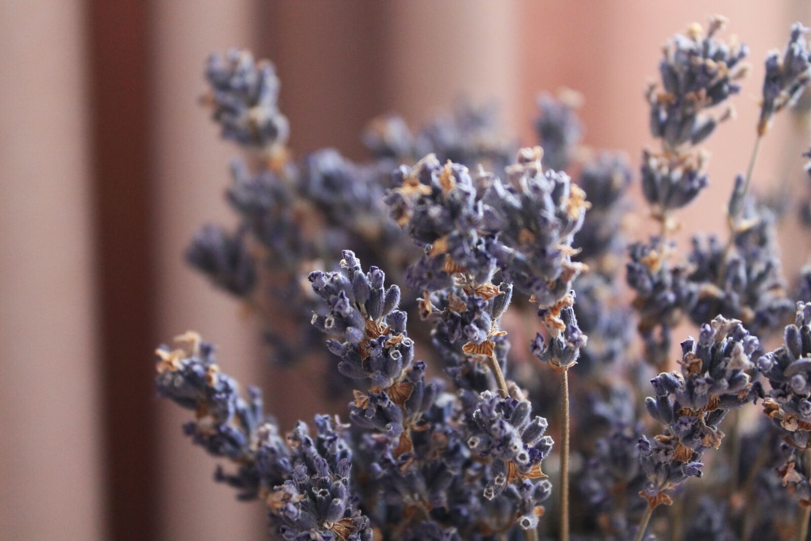 Canon EOS 1100D (EOS Rebel T3 / EOS Kiss X50) sample photo. Macro, lavender, herbs photography