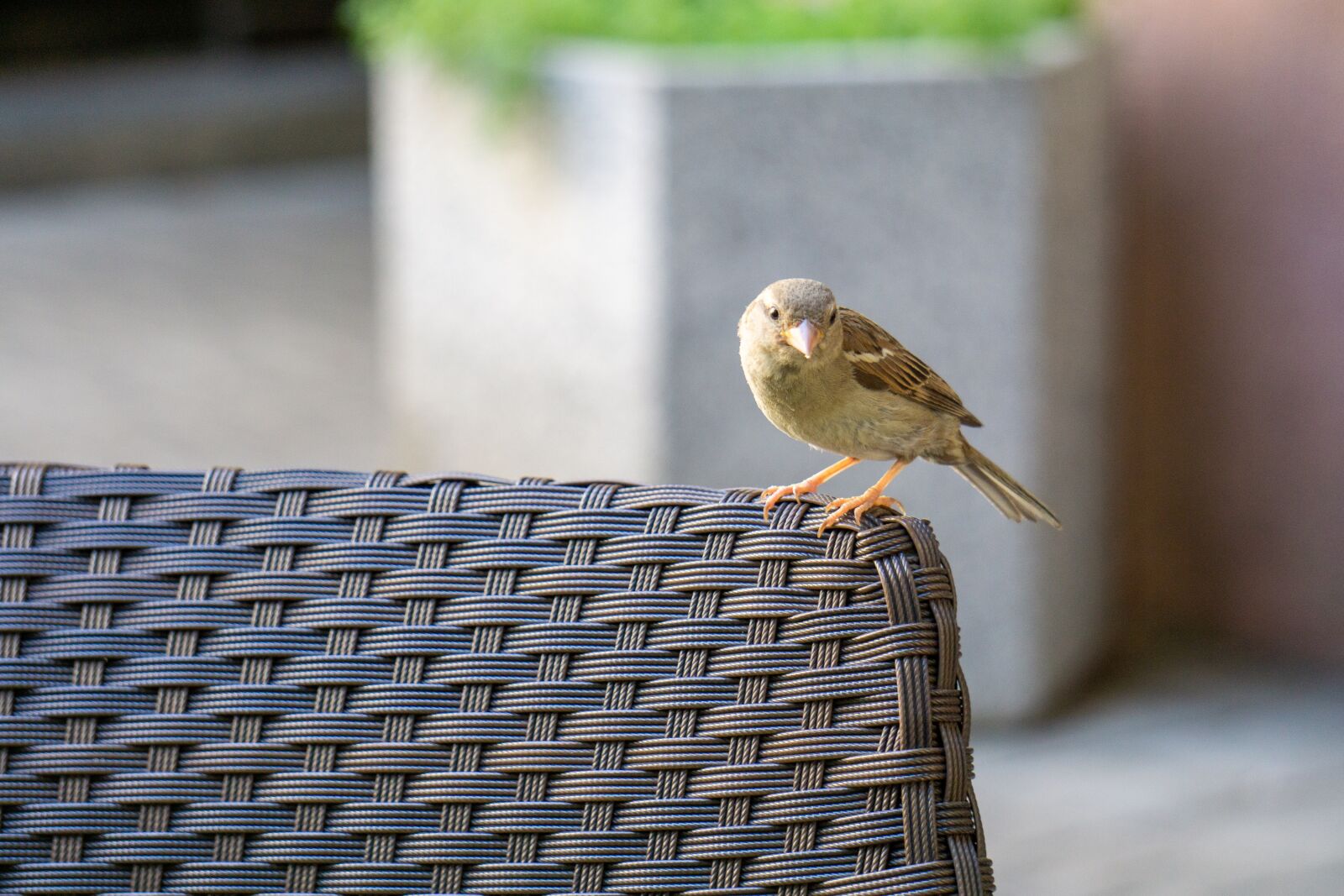 Sony E 55-210mm F4.5-6.3 OSS sample photo. Animal, sparrow, bird photography