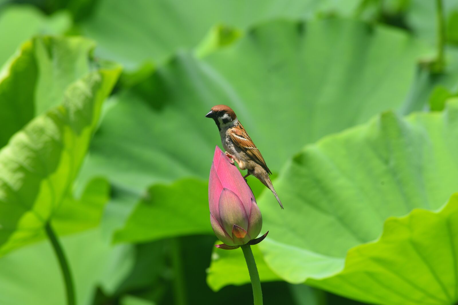 Nikon D750 sample photo. Animal, bird, sparrow photography