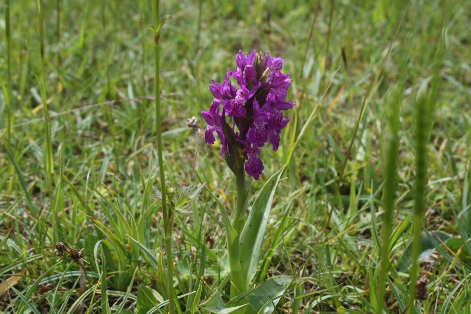Canon EOS 1000D (EOS Digital Rebel XS / EOS Kiss F) sample photo. Green-winged, purple, orchid photography
