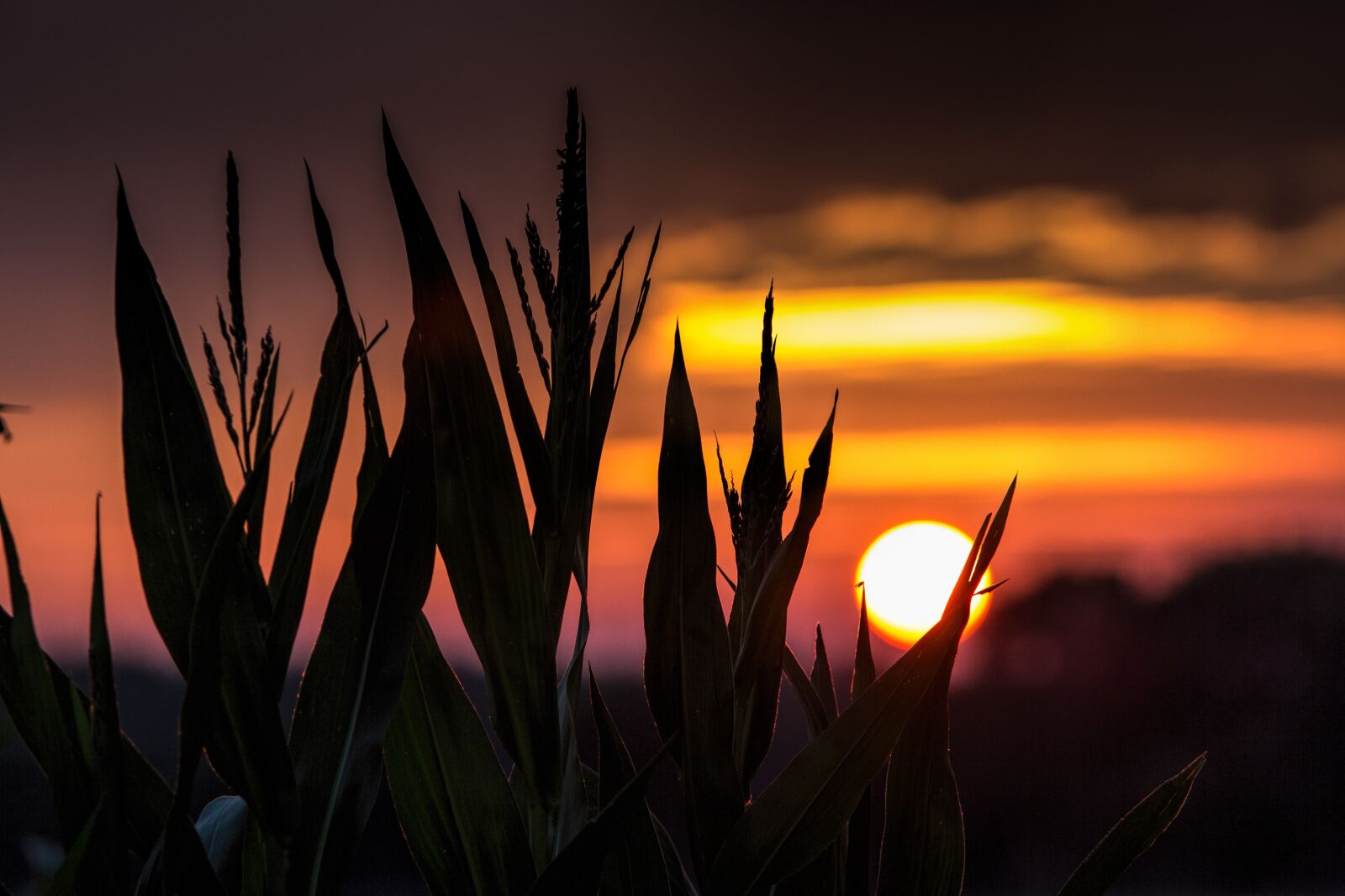 Canon EOS 60D sample photo. Gelsenkirchen, resse, sun photography