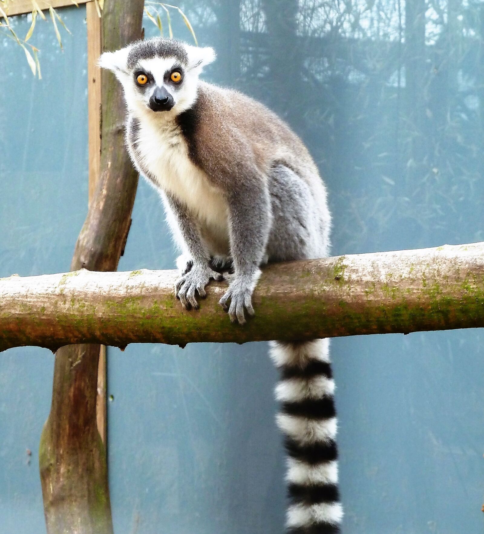 Panasonic Lumix DMC-ZS5 (Lumix DMC-TZ8) sample photo. Animal, monkey, ring-tailed lemur photography