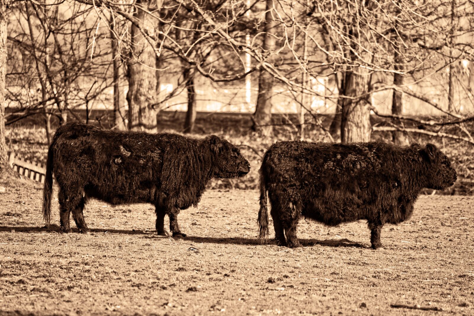 Nikon D750 sample photo. Cow, animal, mammal photography