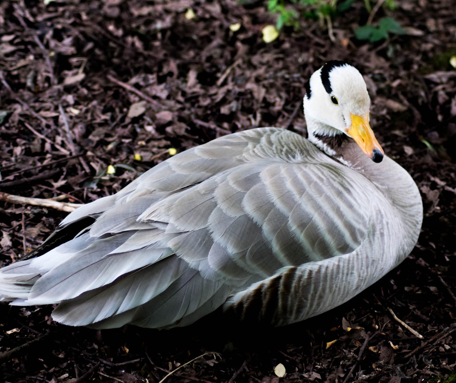 Nikon D5300 sample photo. Bar-headed goose, bird, goose photography