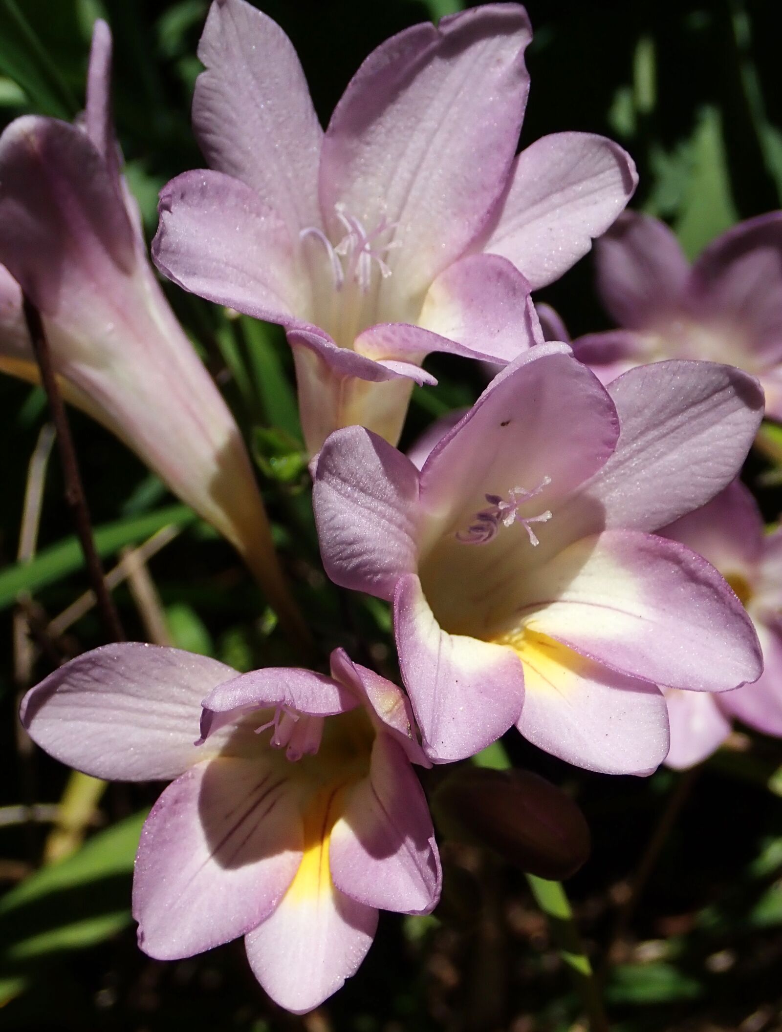 Olympus TG-5 sample photo. Flower, freesia, mauve photography
