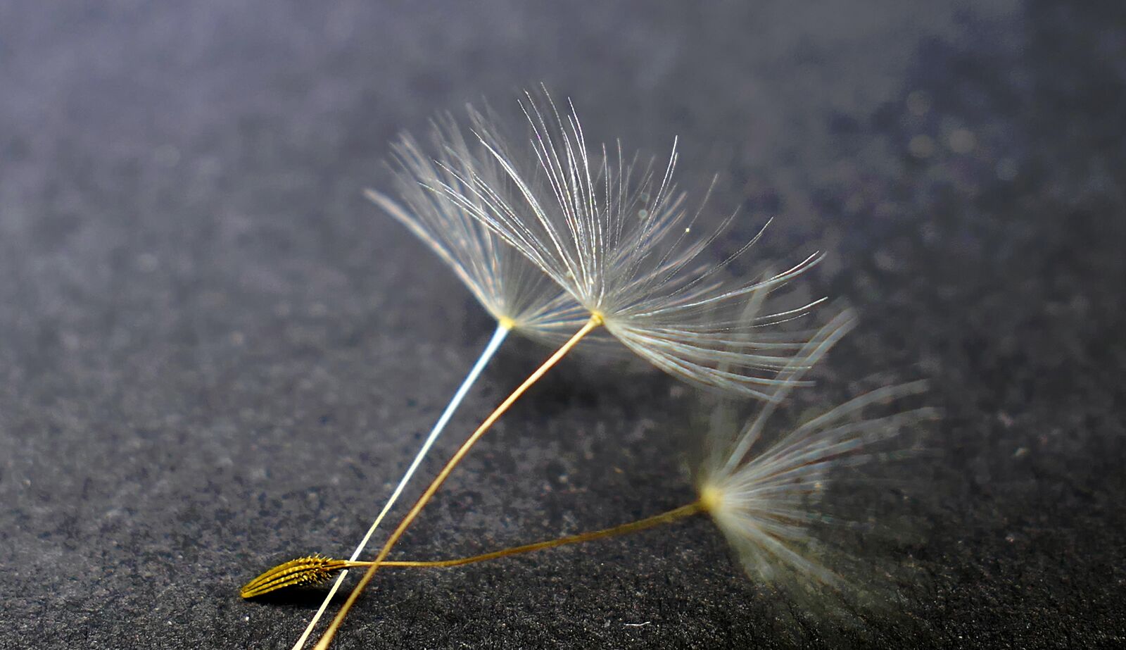 Panasonic Lumix DMC-LX10 (Lumix DMC-LX15) sample photo. Nature, dandelion, flower photography