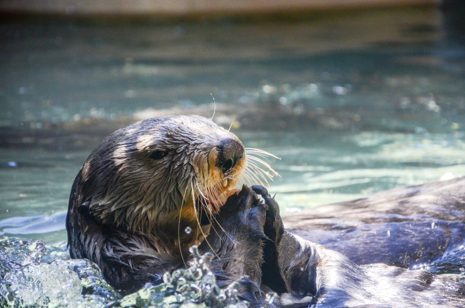 Nikon D7000 sample photo. Otter, animal, aquarium photography