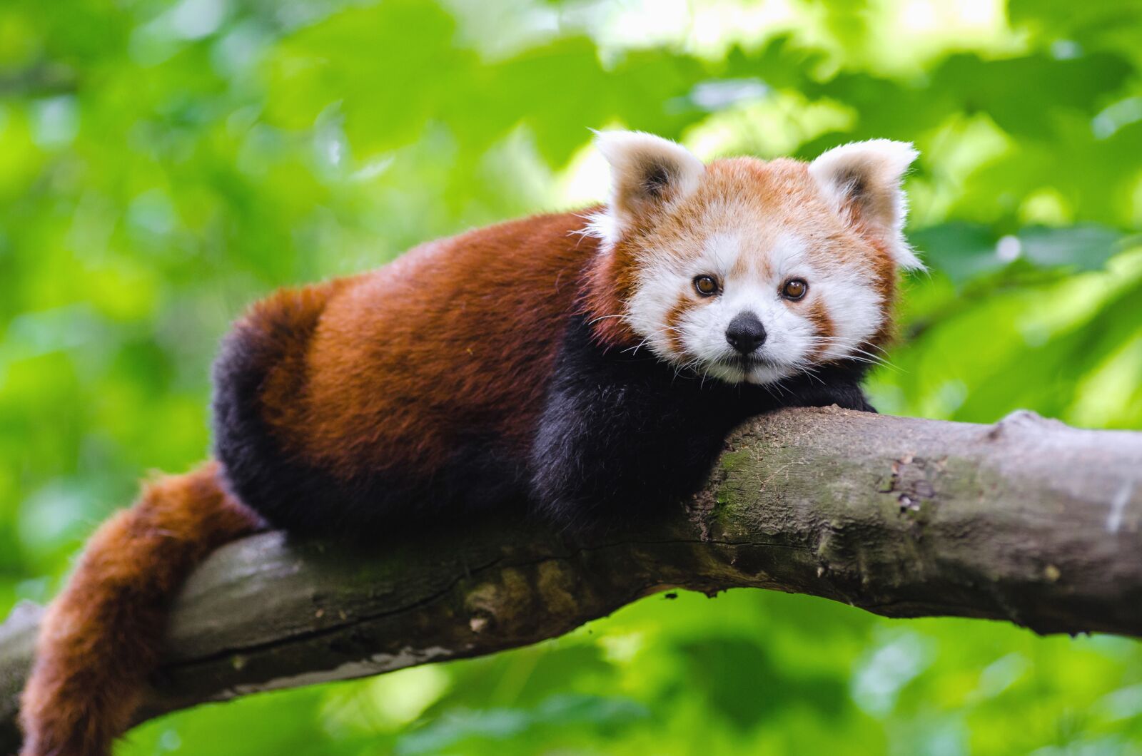 Nikon D7000 sample photo. Panda, wildlife, animal, tree photography