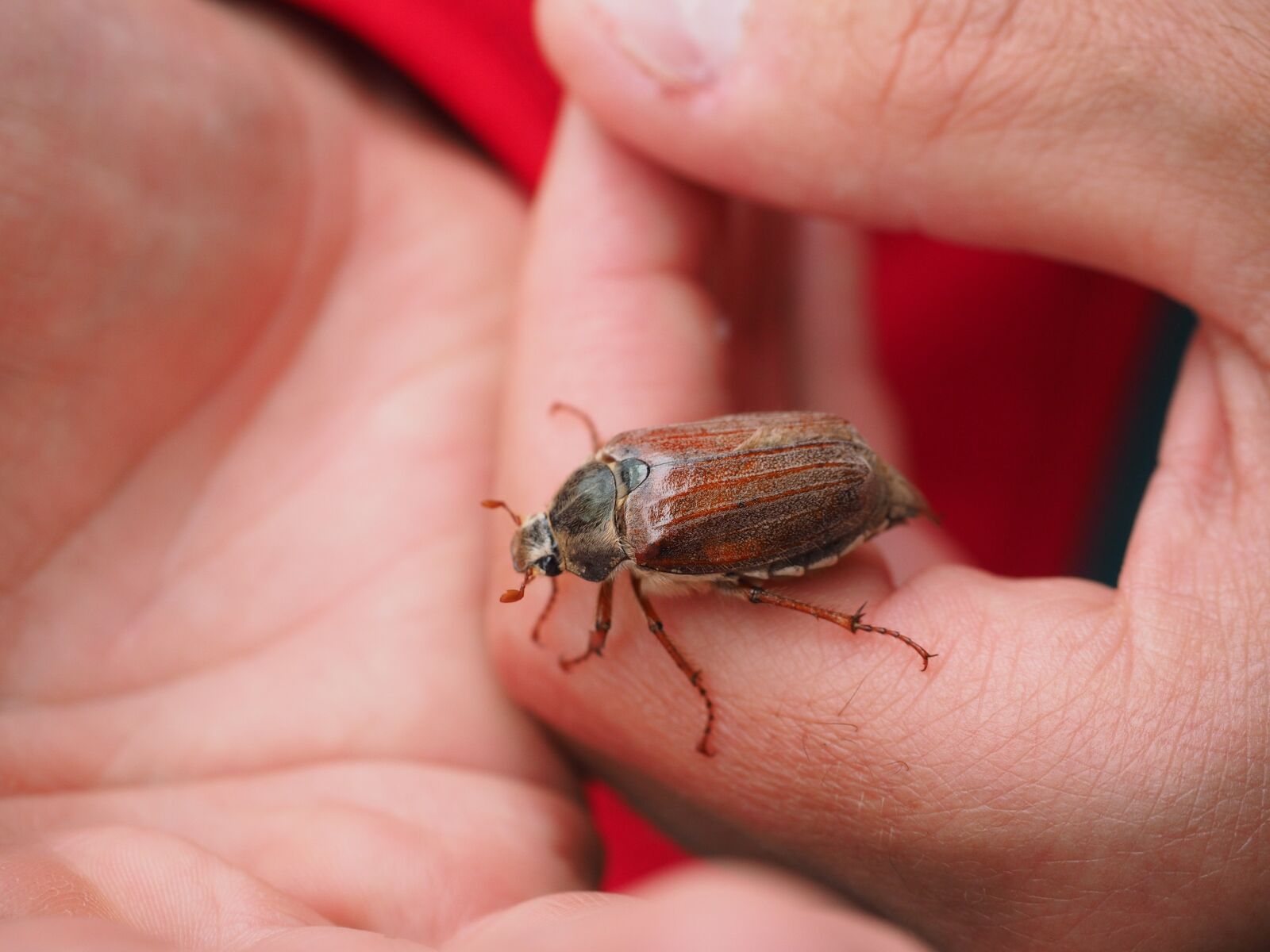 Olympus OM-D E-M1 + Olympus M.Zuiko Digital ED 12-40mm F2.8 Pro sample photo. Maikäfer, beetle, animal photography