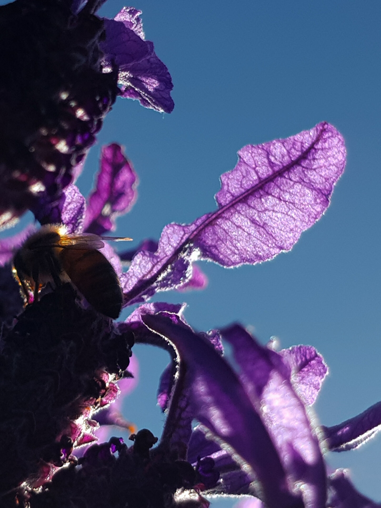 Samsung Galaxy S8 sample photo. Bee, bee, drinking, bee photography