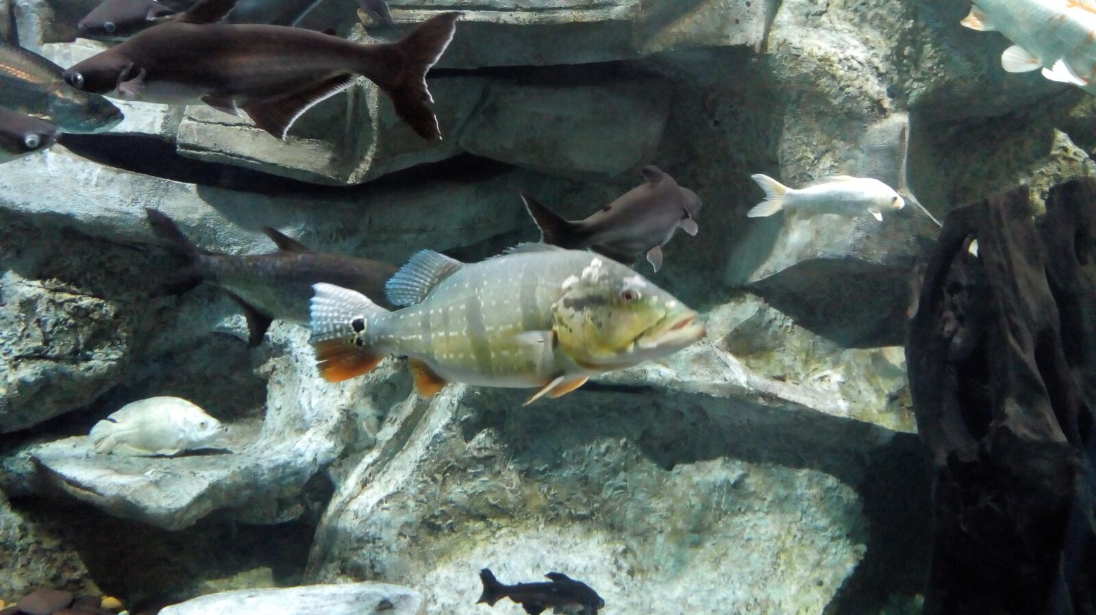 Motorola Moto E (4) Plus sample photo. Fish, water, animal photography