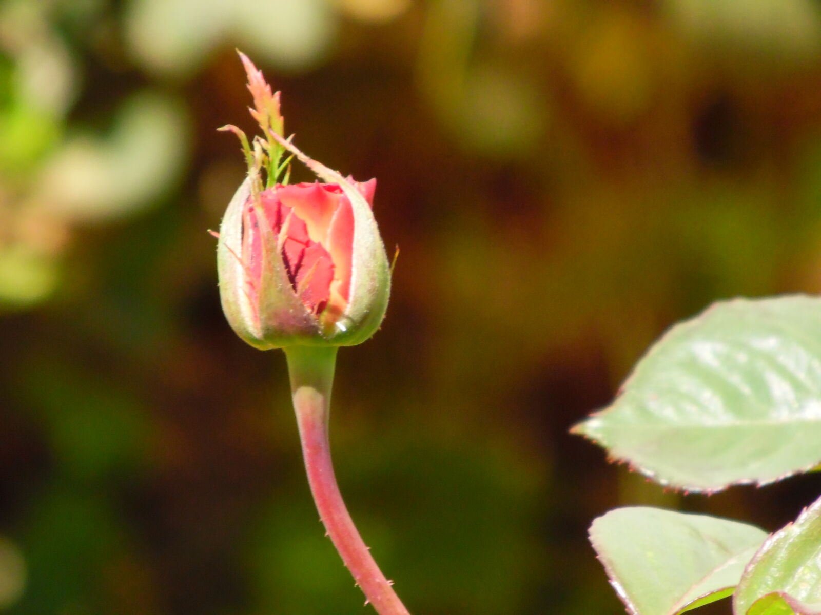 Samsung WB1100F/WB1101F/WB1102F sample photo