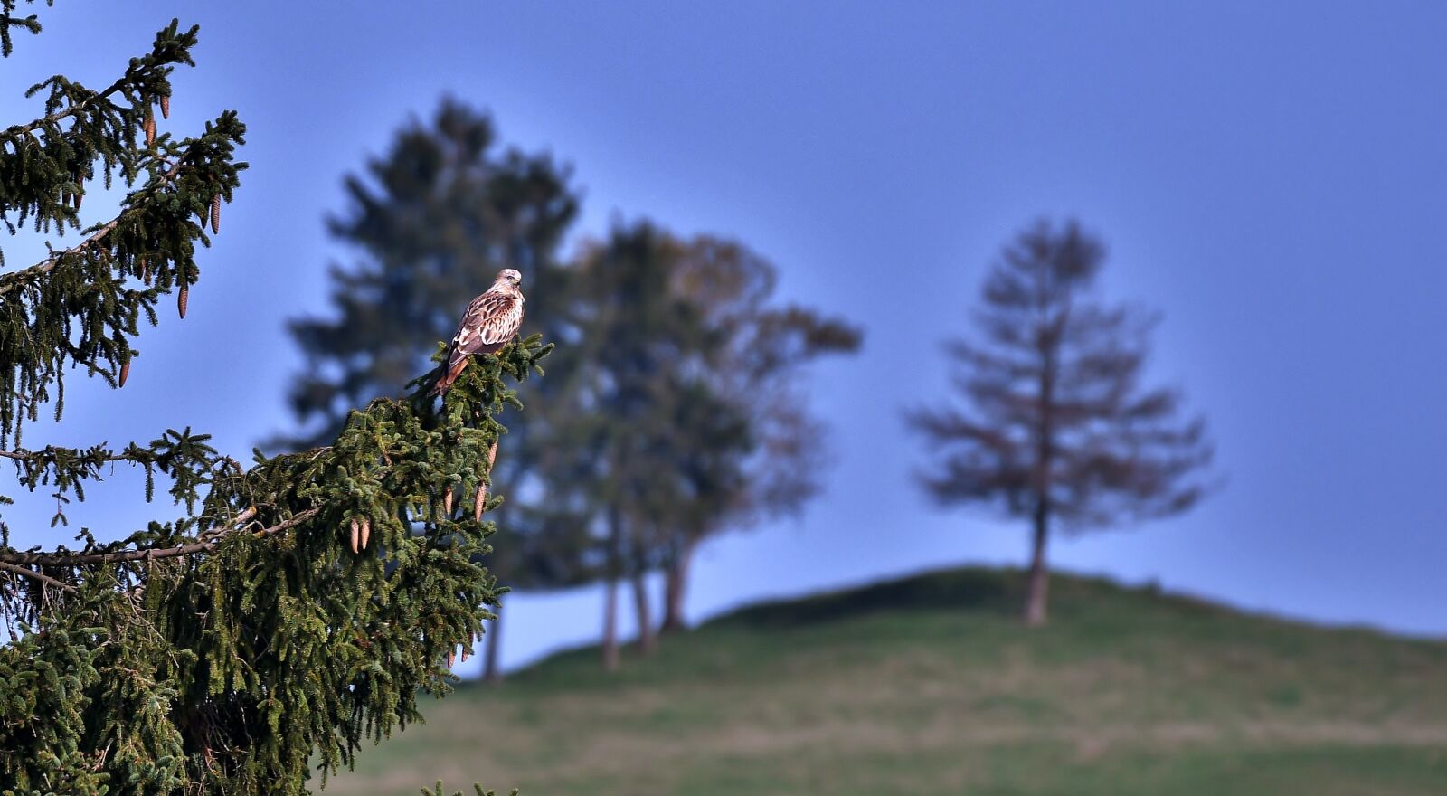 Nikon D500 sample photo. Common buzzard, bird of photography