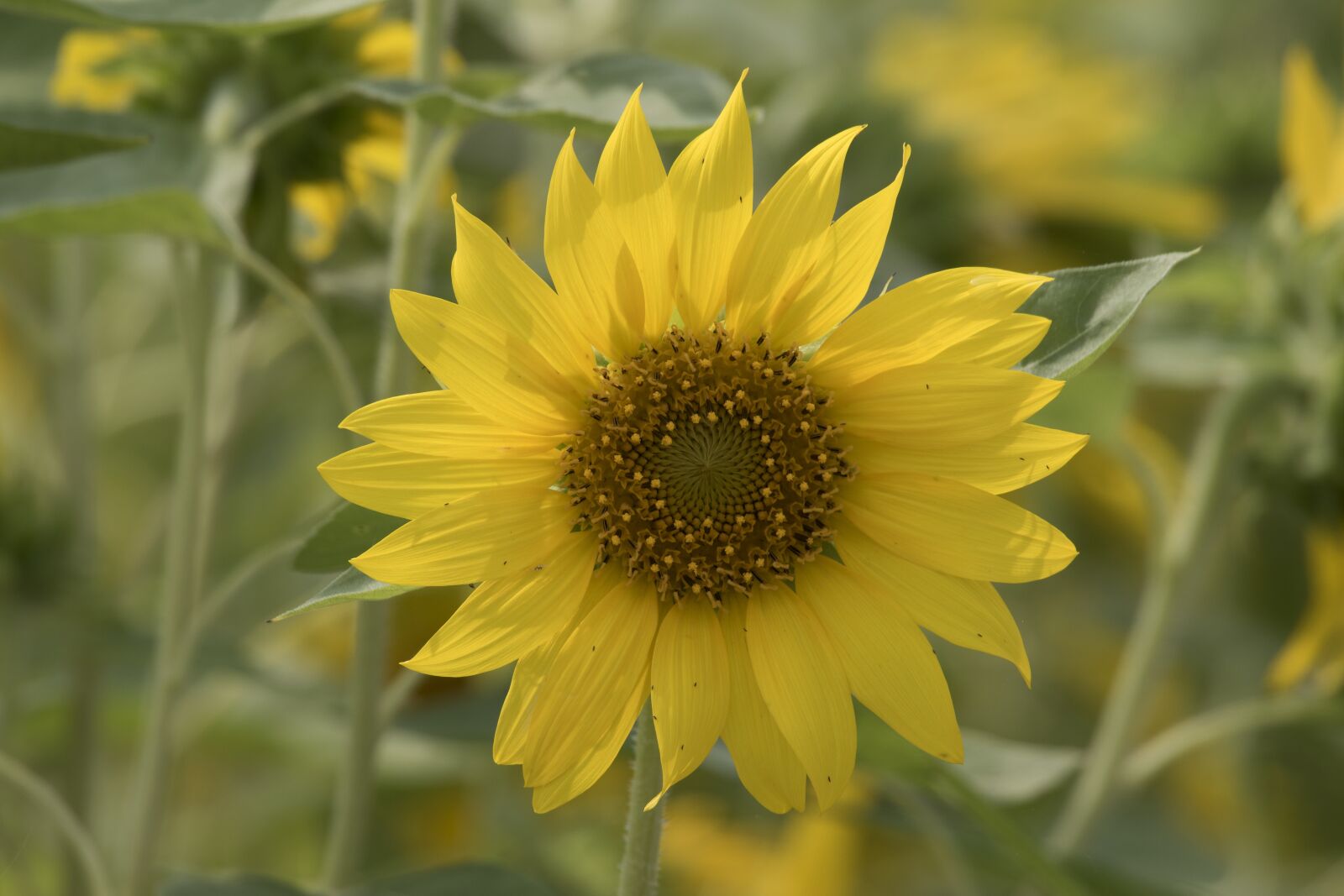 Canon EOS 7D Mark II sample photo. Sunflower, flowers, yellow photography
