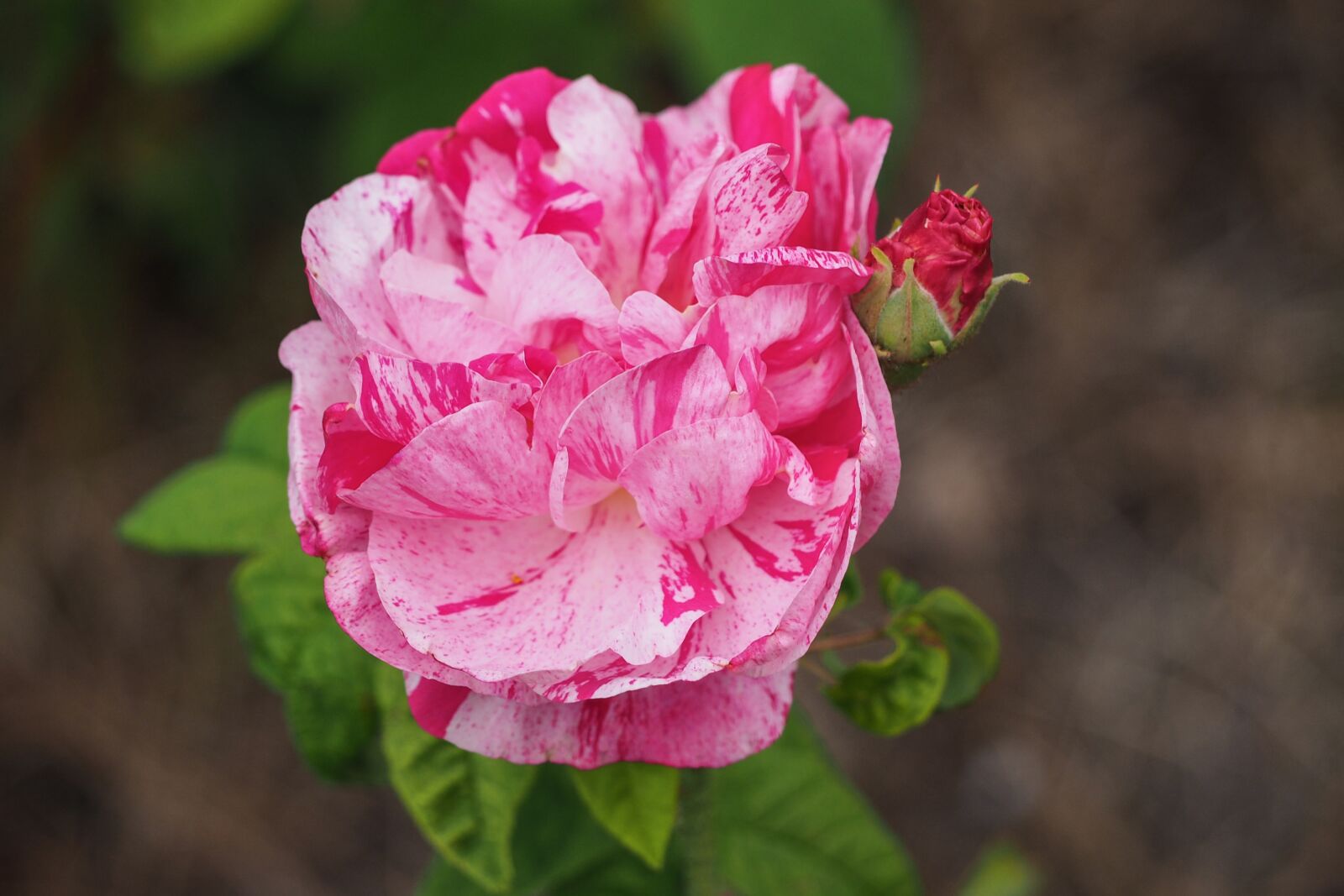 Olympus OM-D E-M10 sample photo. Rose, blossom, bloom photography