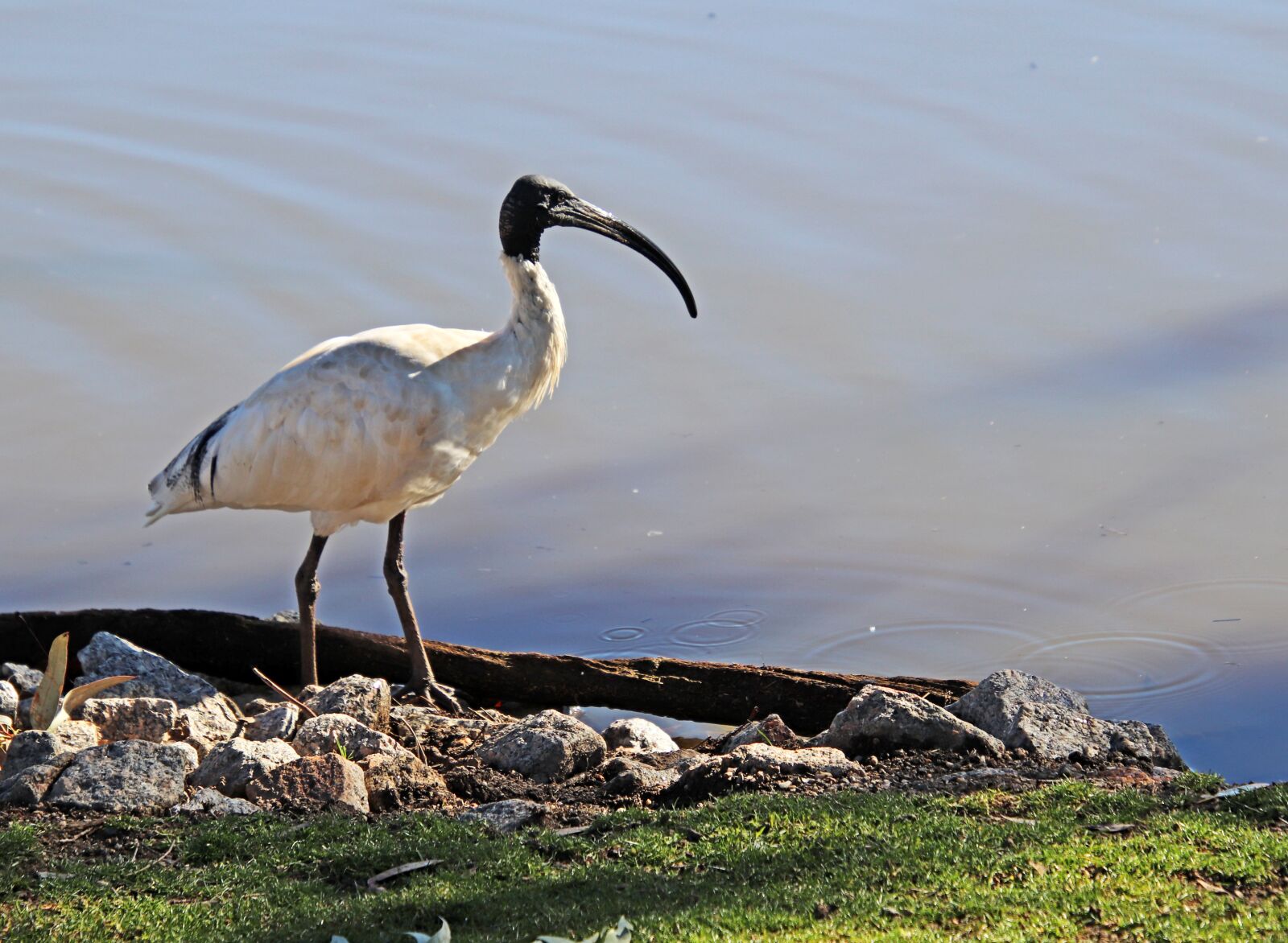 Canon EOS 800D (EOS Rebel T7i / EOS Kiss X9i) sample photo. Bird, ibis, standing photography