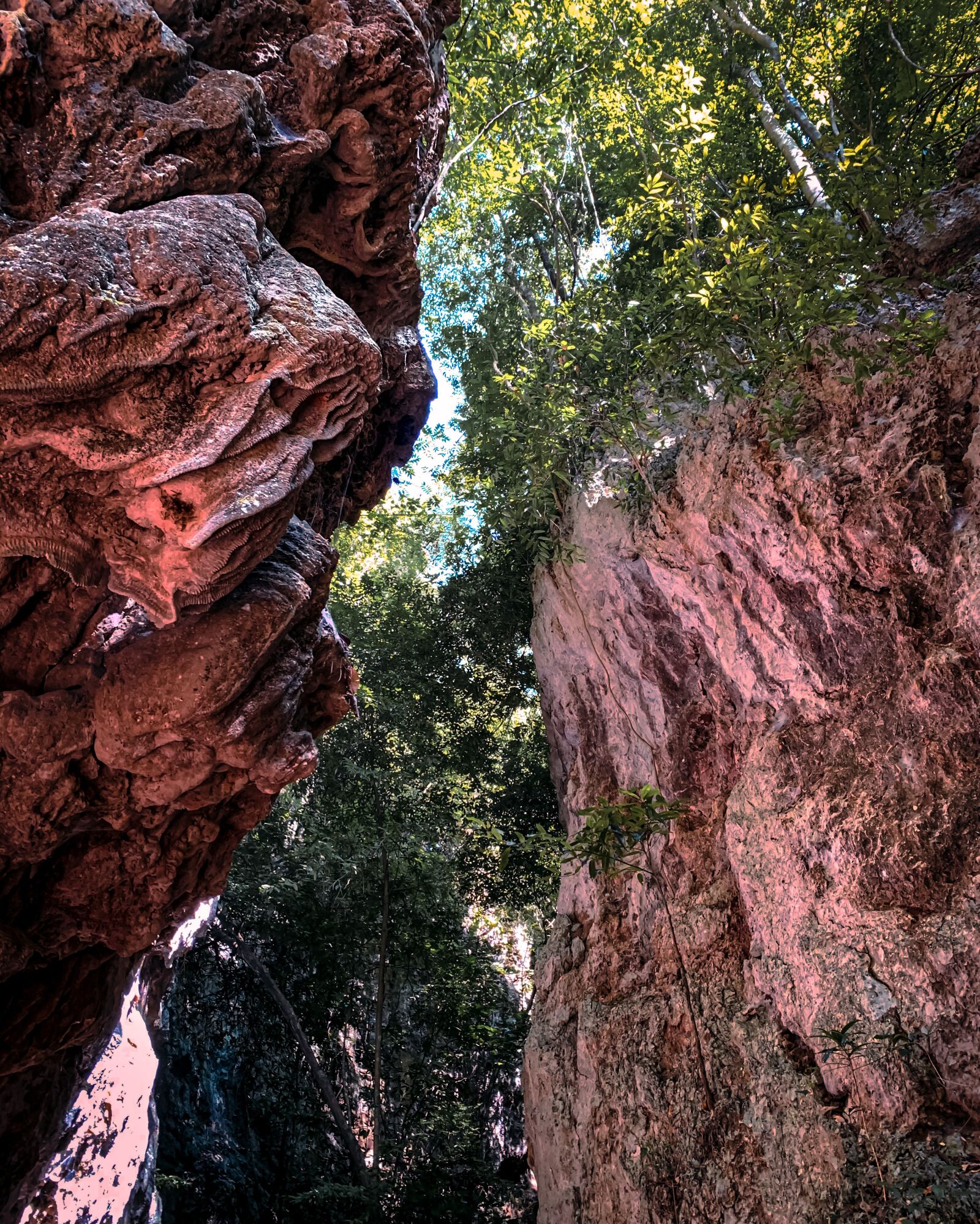 Apple iPhone XR sample photo. Nature, path, forest photography